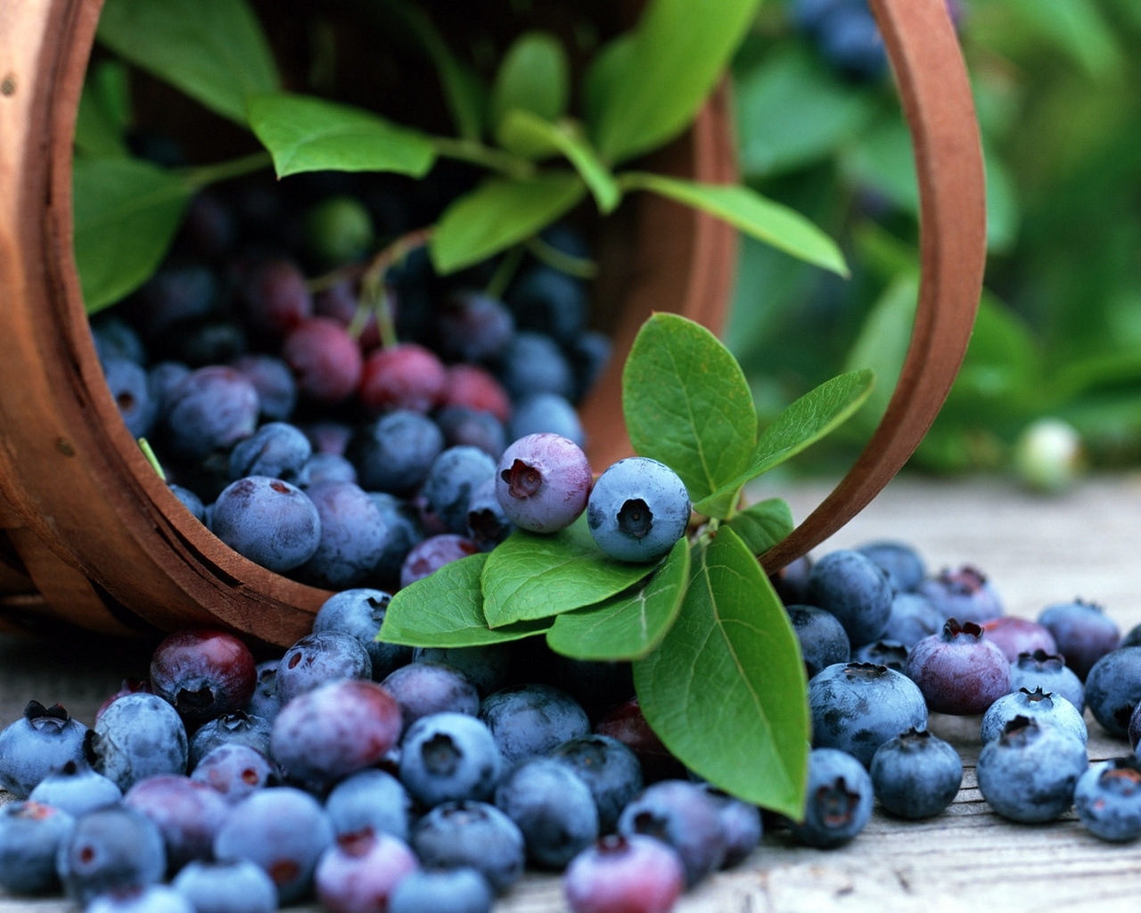 Download mobile wallpaper Berries, Food, Leaves, Bilberries for free.