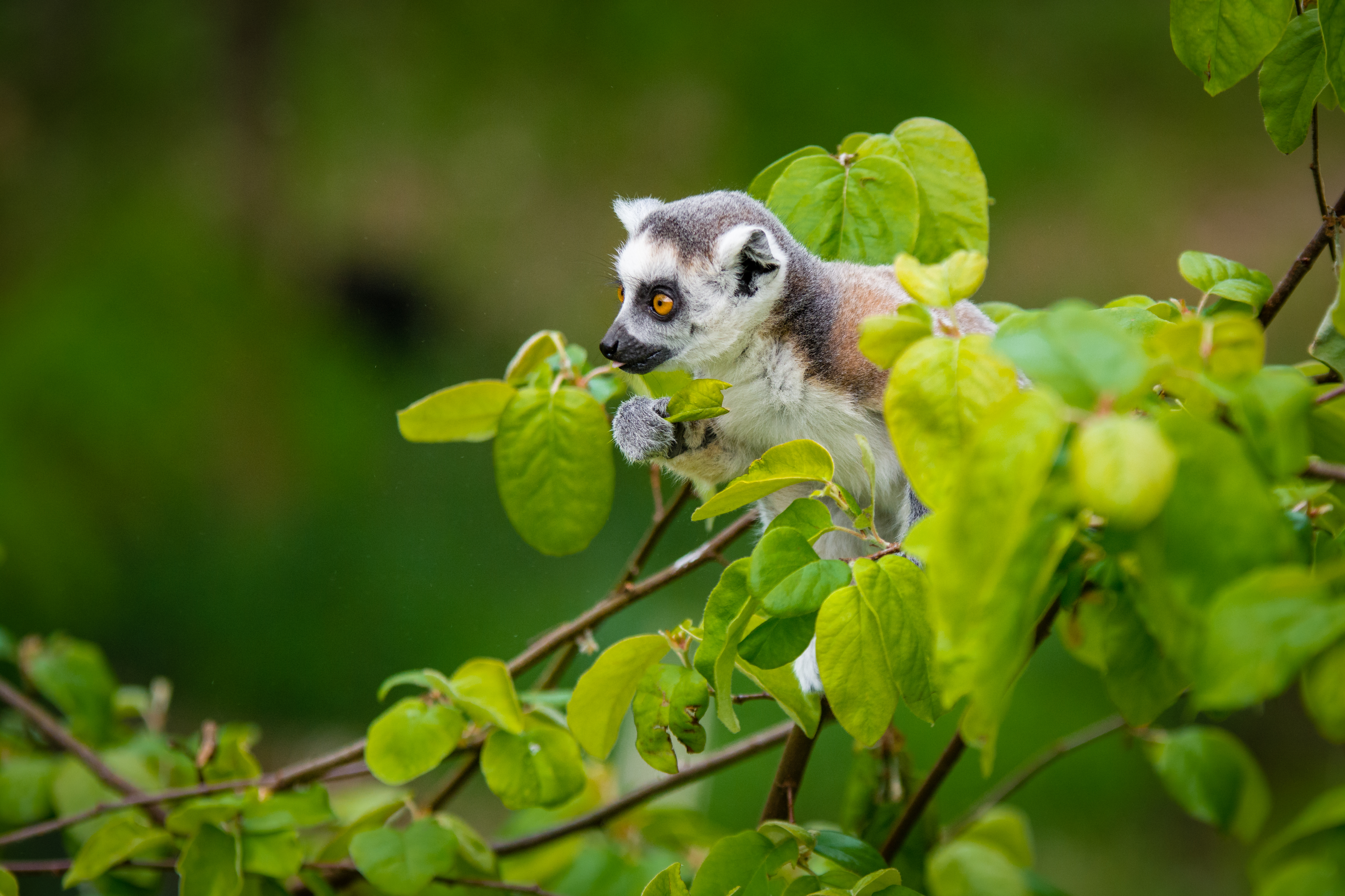 58166 Bild herunterladen tiere, geäst, zweige, lemur, sitzt, neugierig - Hintergrundbilder und Bildschirmschoner kostenlos