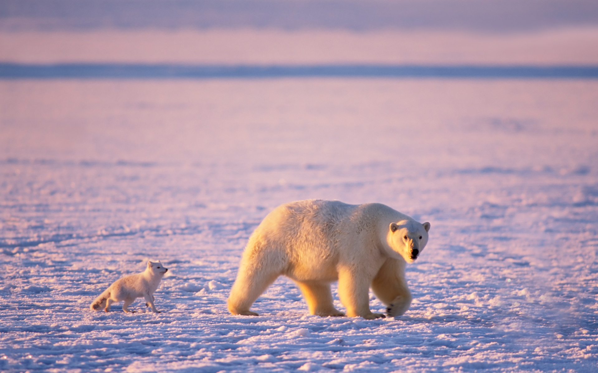 Baixar papel de parede para celular de Animais, Urso Polar gratuito.