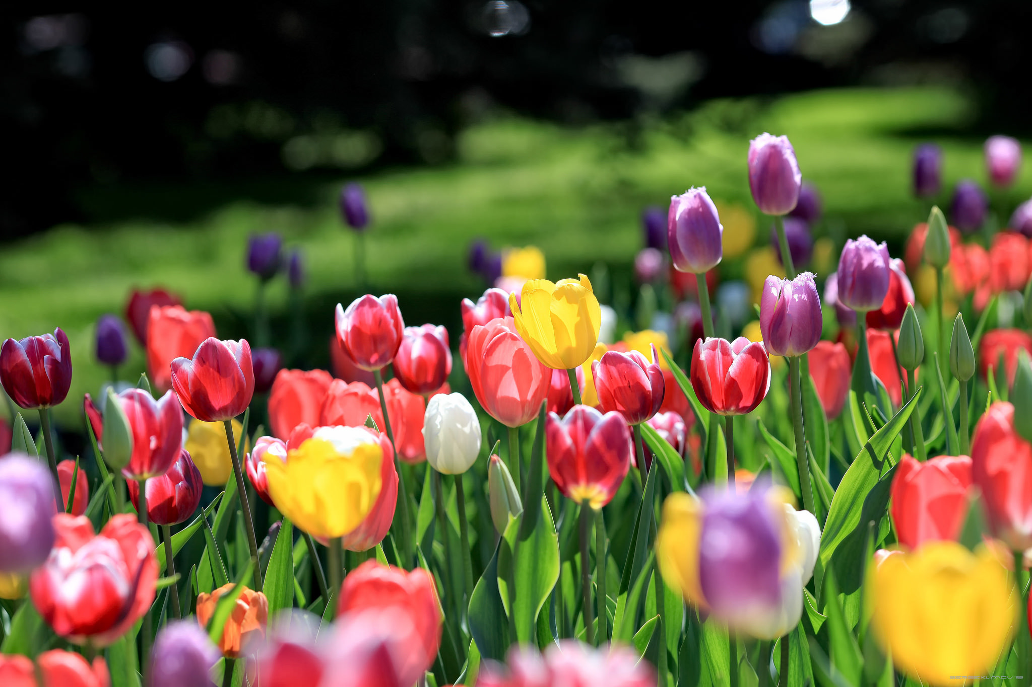 Laden Sie das Natur, Blumen, Sommer, Blume, Tulpe, Gelbe Blume, Lila Blume, Erde/natur, Pinke Blume, Tiefenschärfe-Bild kostenlos auf Ihren PC-Desktop herunter