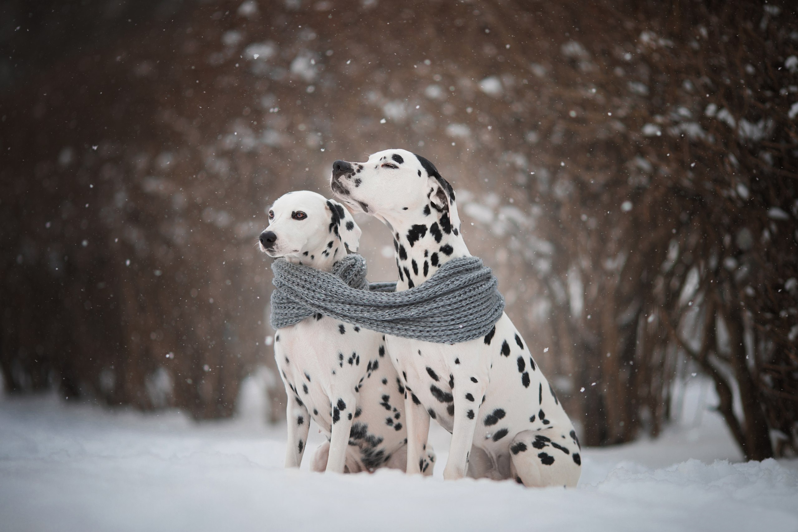 Download mobile wallpaper Winter, Dogs, Dog, Animal, Dalmatian, Snowfall for free.