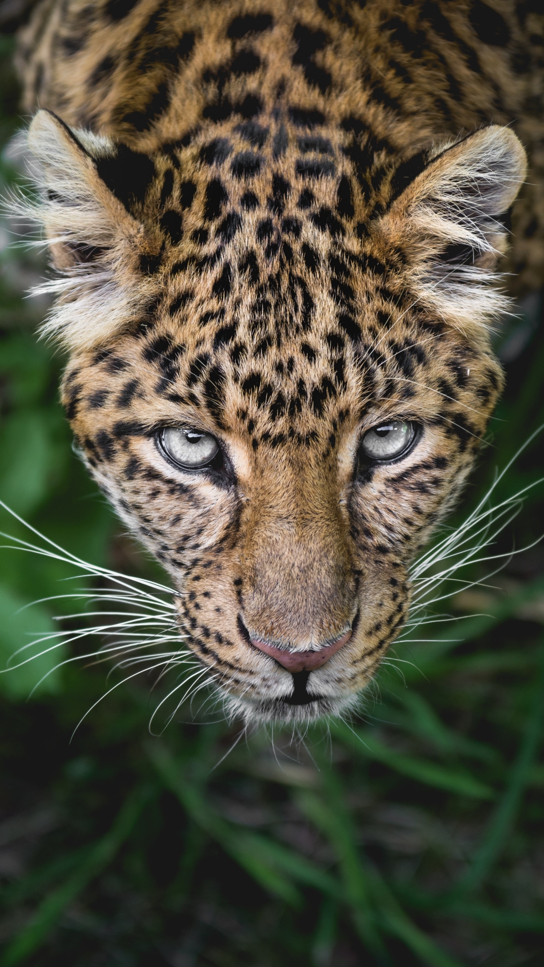 Descarga gratuita de fondo de pantalla para móvil de Animales, Gatos, Leopardo, Mirar Fijamente.