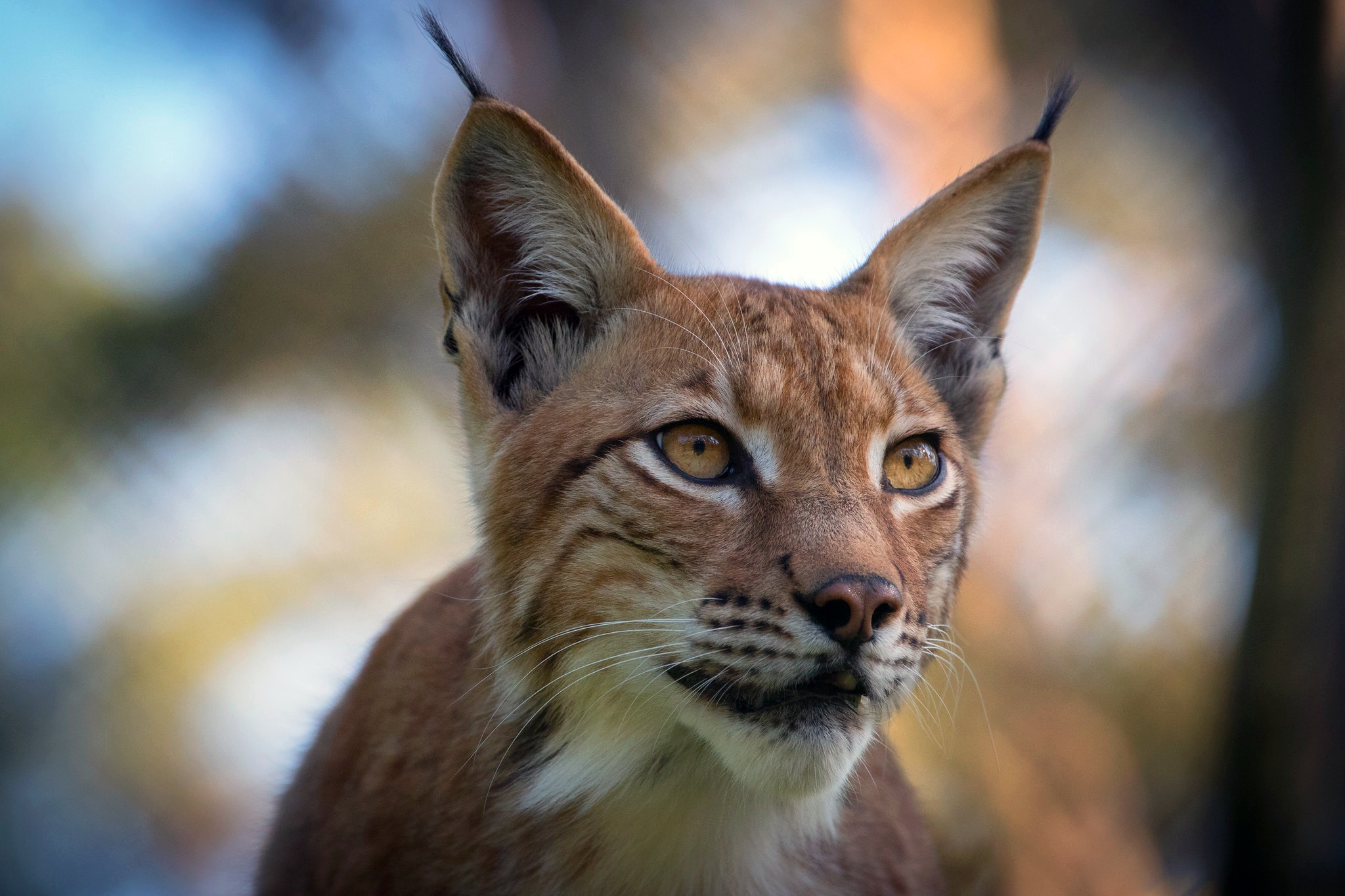 Laden Sie das Tiere, Katzen, Luchs-Bild kostenlos auf Ihren PC-Desktop herunter