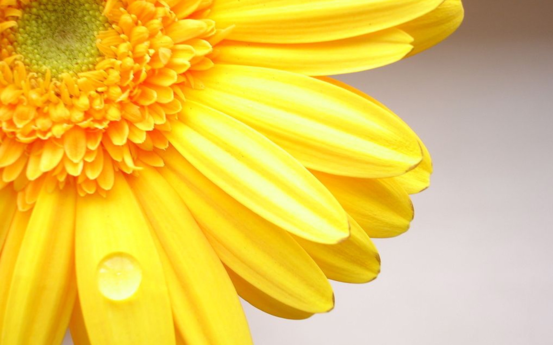 45508 завантажити картинку рослини, квіти, жовтий - шпалери і заставки безкоштовно