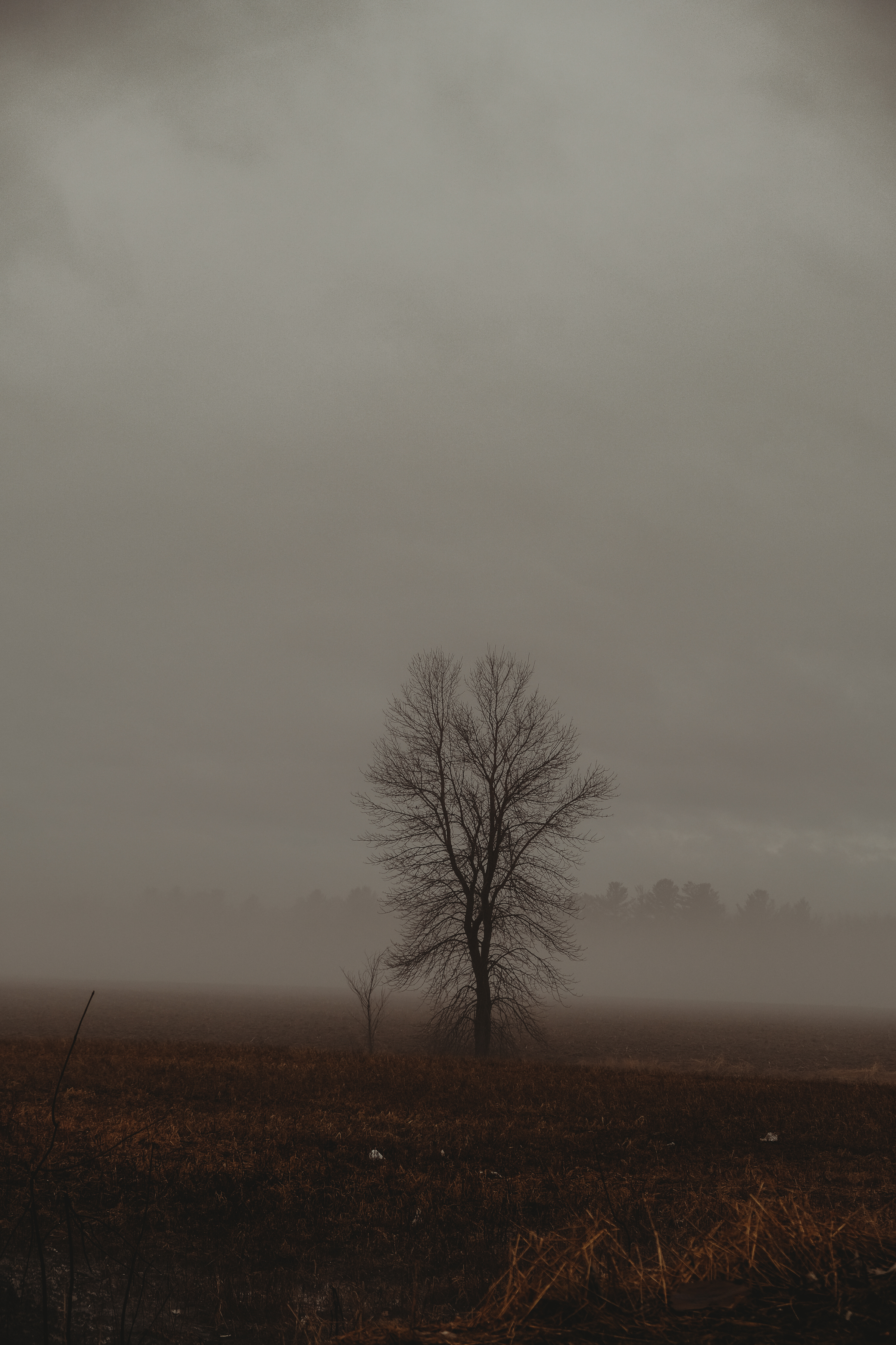 Free download wallpaper Twilight, Wood, Fog, Dusk, Nature, Tree, Field on your PC desktop