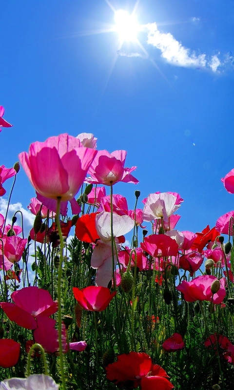 Download mobile wallpaper Flowers, Sky, Sun, Flower, Earth, Field, Poppy, Pink Flower for free.