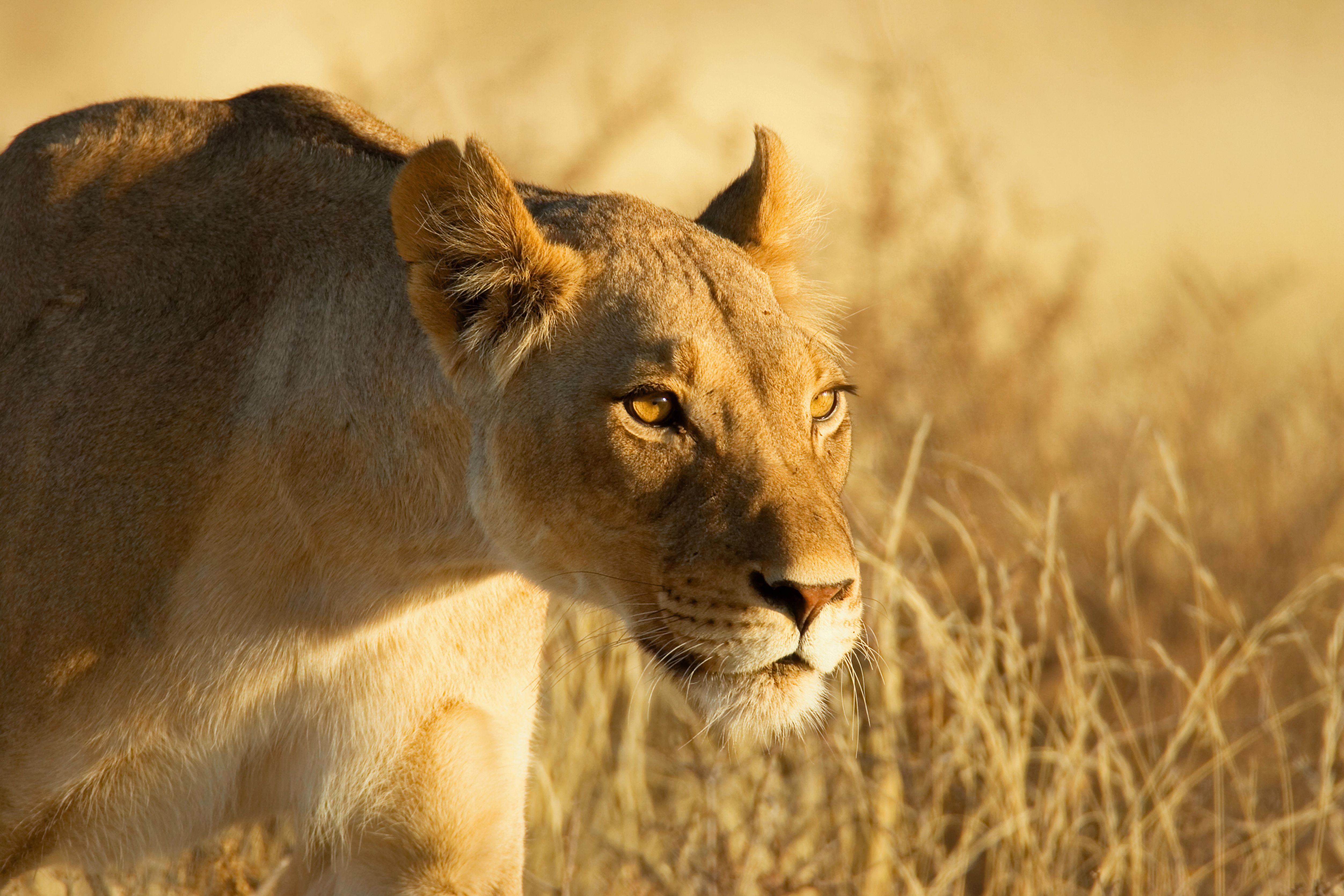 Download mobile wallpaper Grass, Muzzle, Animals, Lion, Lioness for free.