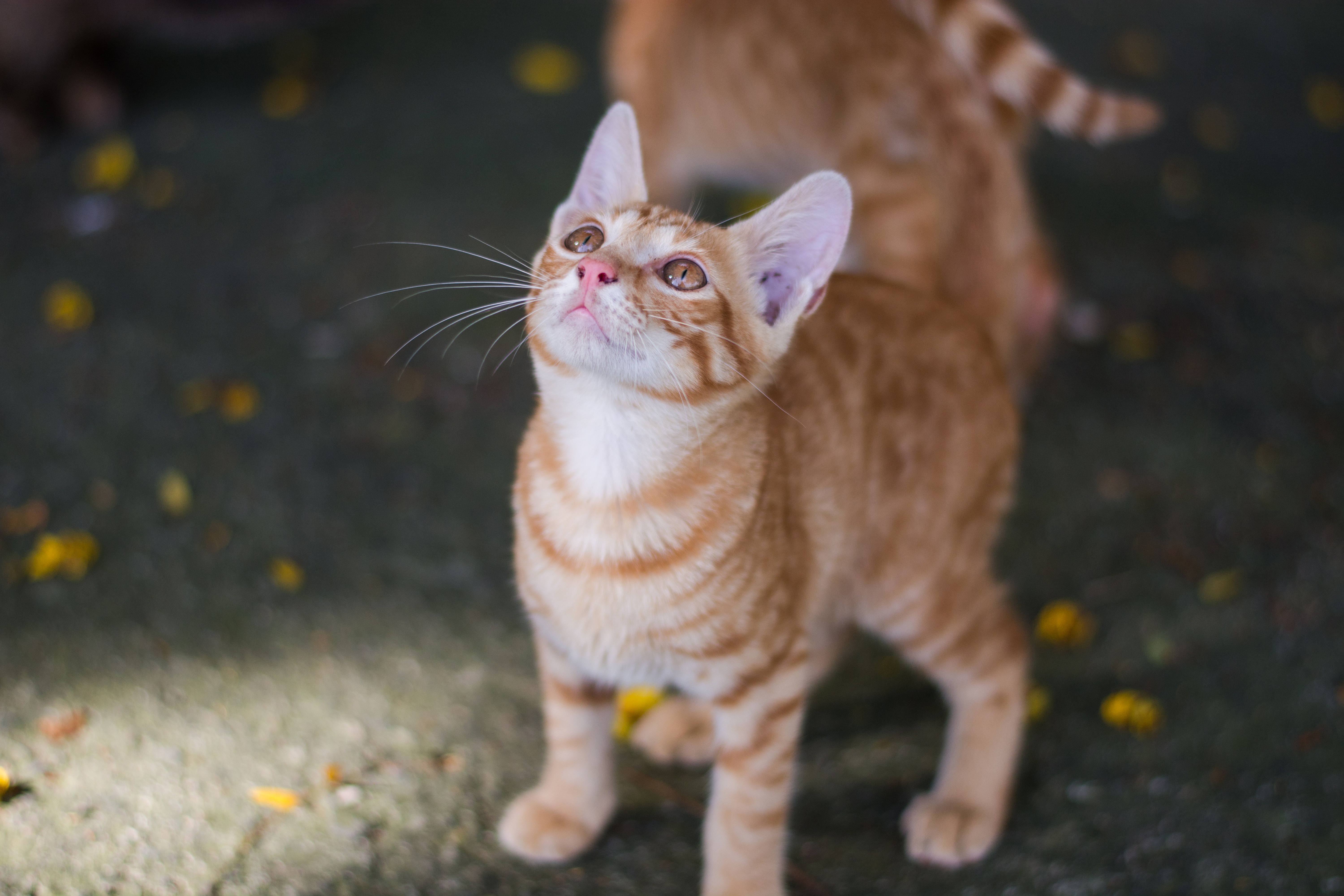 Handy-Wallpaper Tiere, Katzen, Katze, Kätzchen, Tierbaby kostenlos herunterladen.