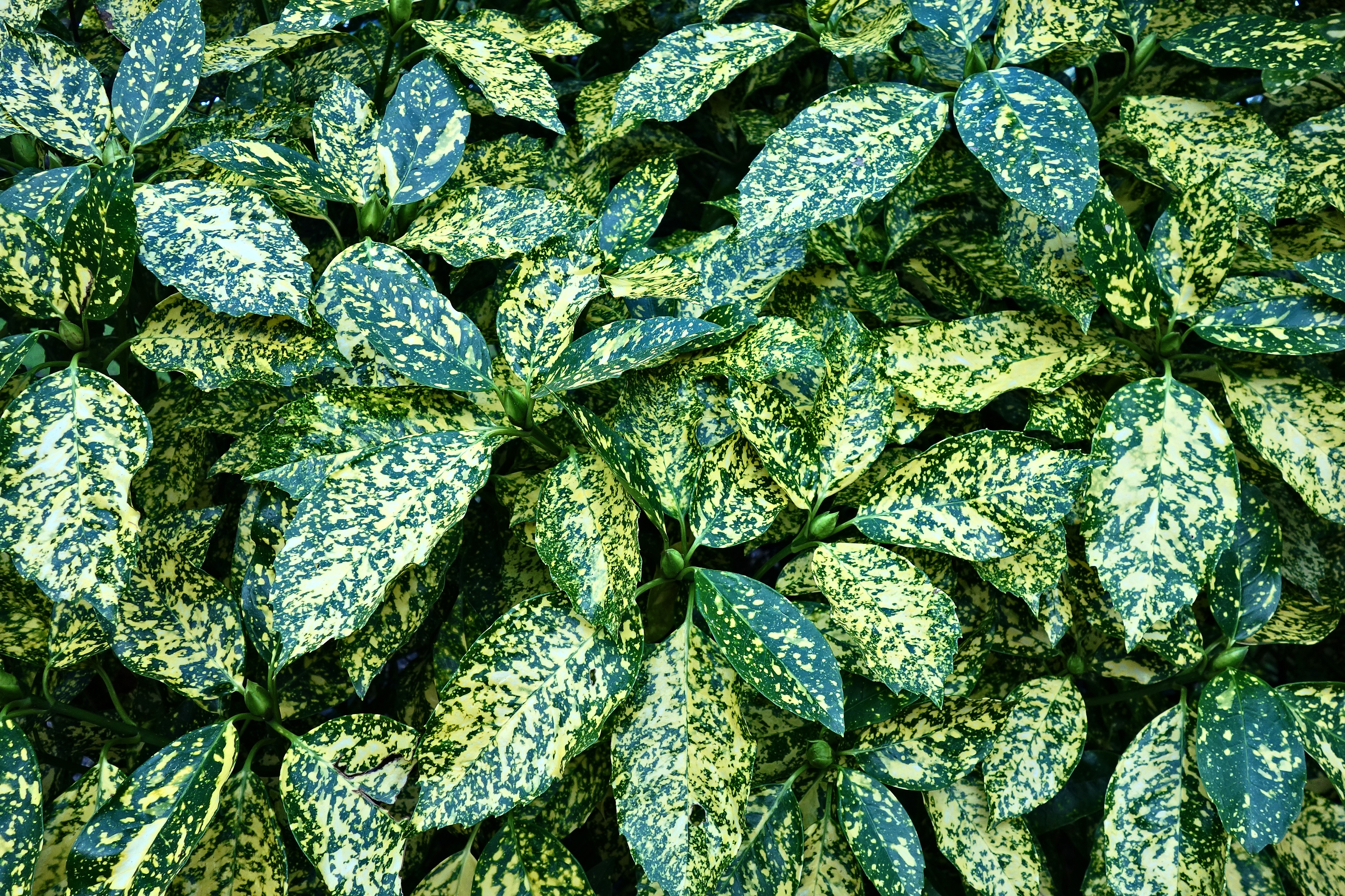Free download wallpaper Bush, Nature, Leaves on your PC desktop