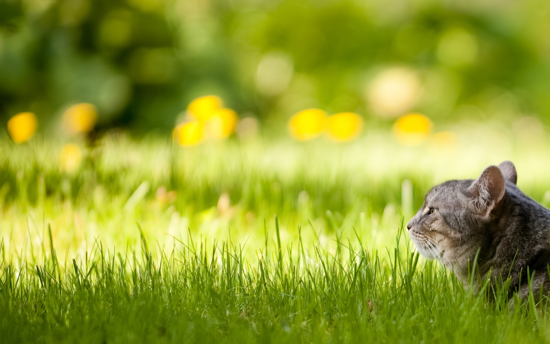Free download wallpaper Animals, Grass, Cats on your PC desktop
