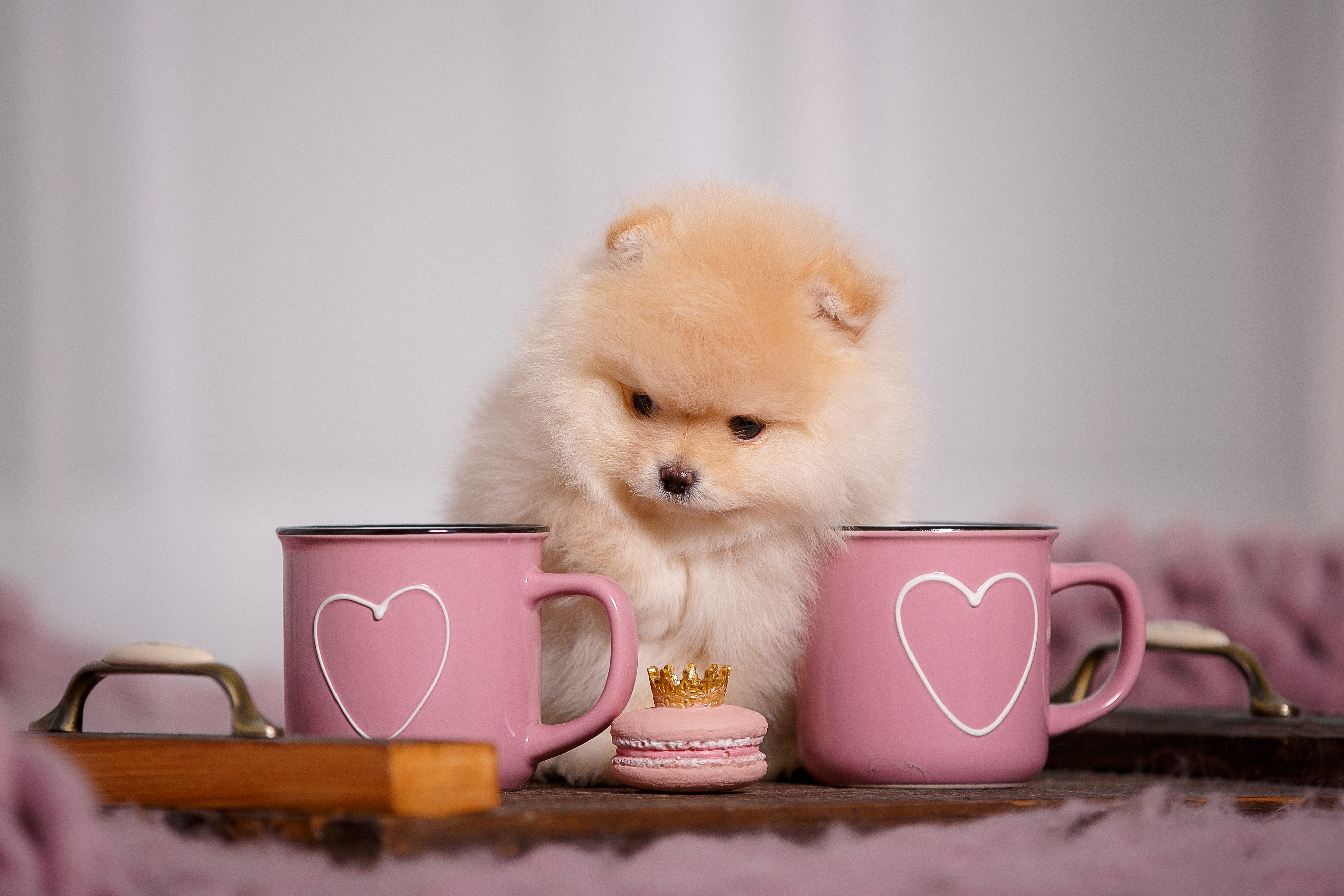Download mobile wallpaper Dogs, Cup, Animal, Puppy, Pomeranian, Baby Animal for free.