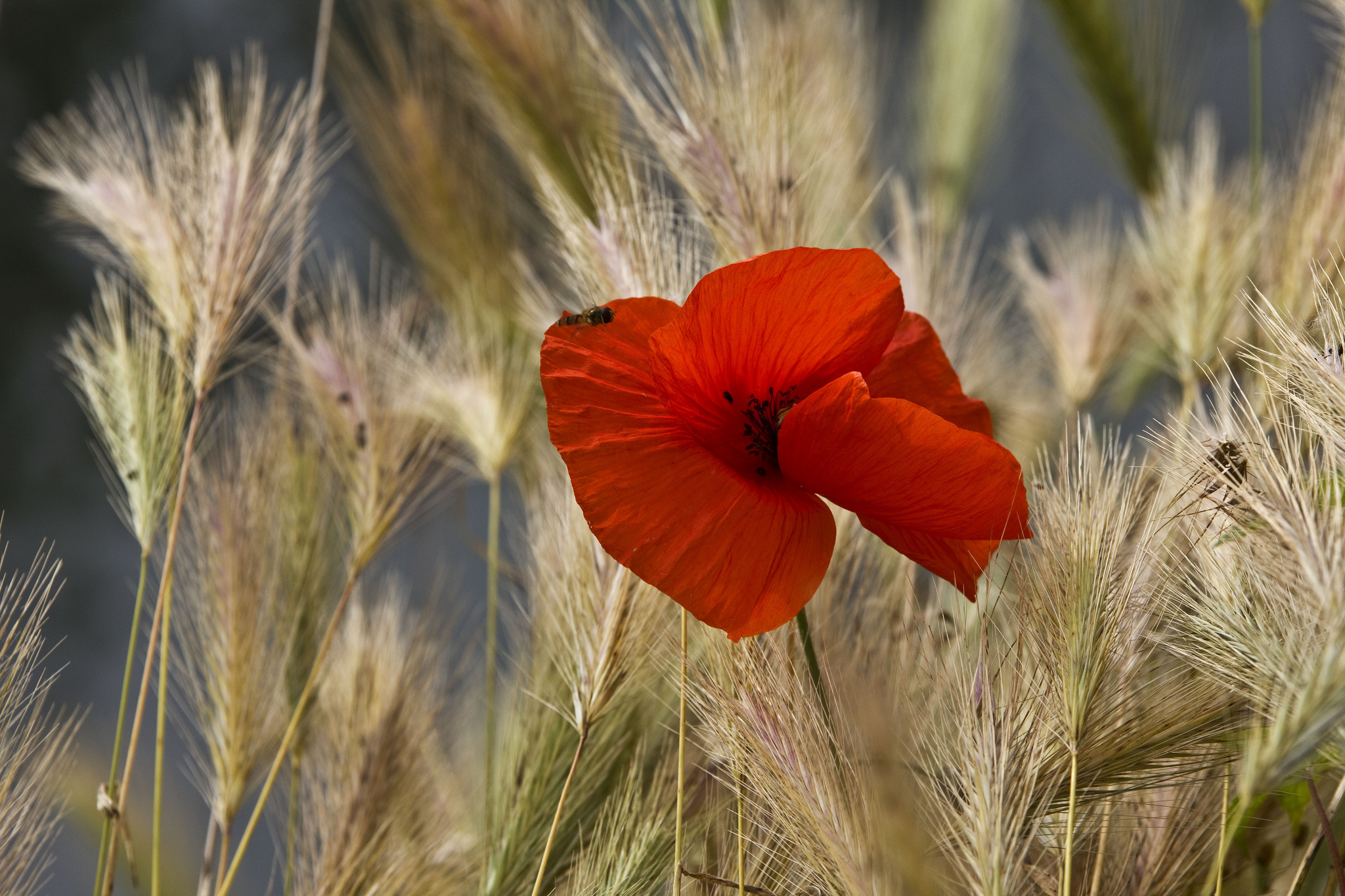 Handy-Wallpaper Blumen, Mohn, Erde/natur kostenlos herunterladen.