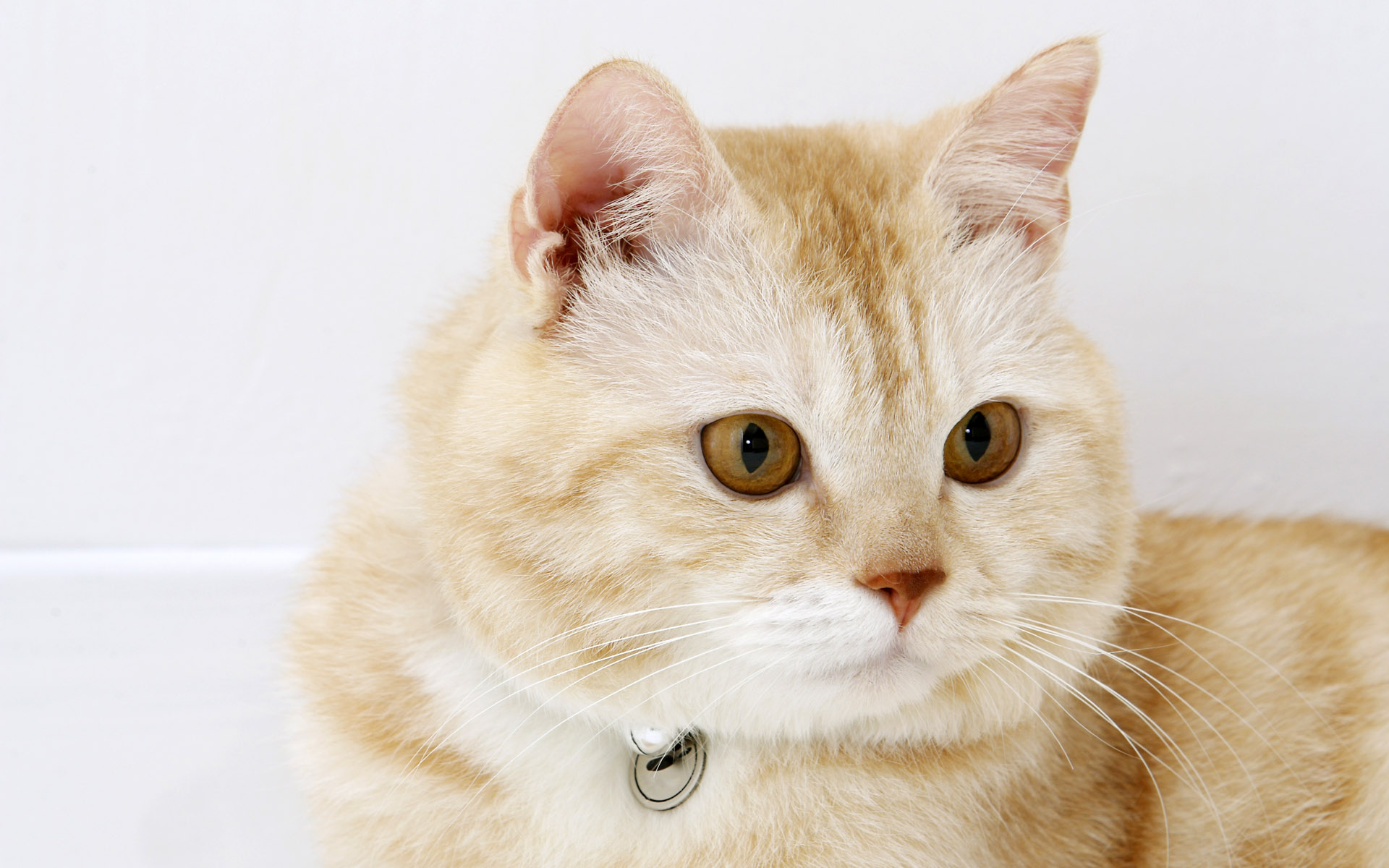 Descarga gratis la imagen Gato, Gatos, Animales en el escritorio de tu PC