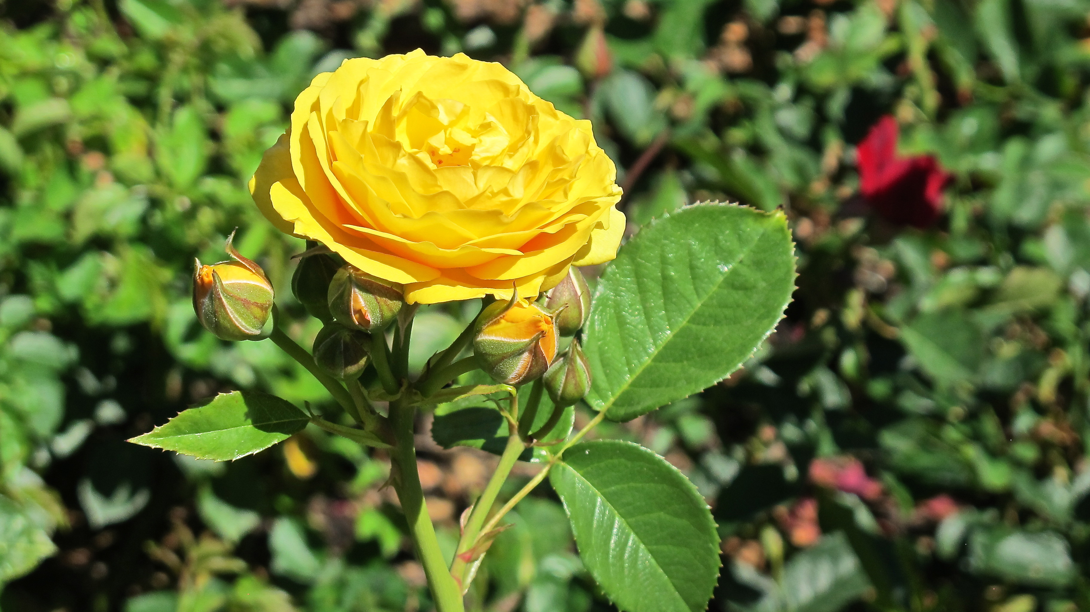 Téléchargez gratuitement l'image Fleurs, Rose, Terre/nature sur le bureau de votre PC