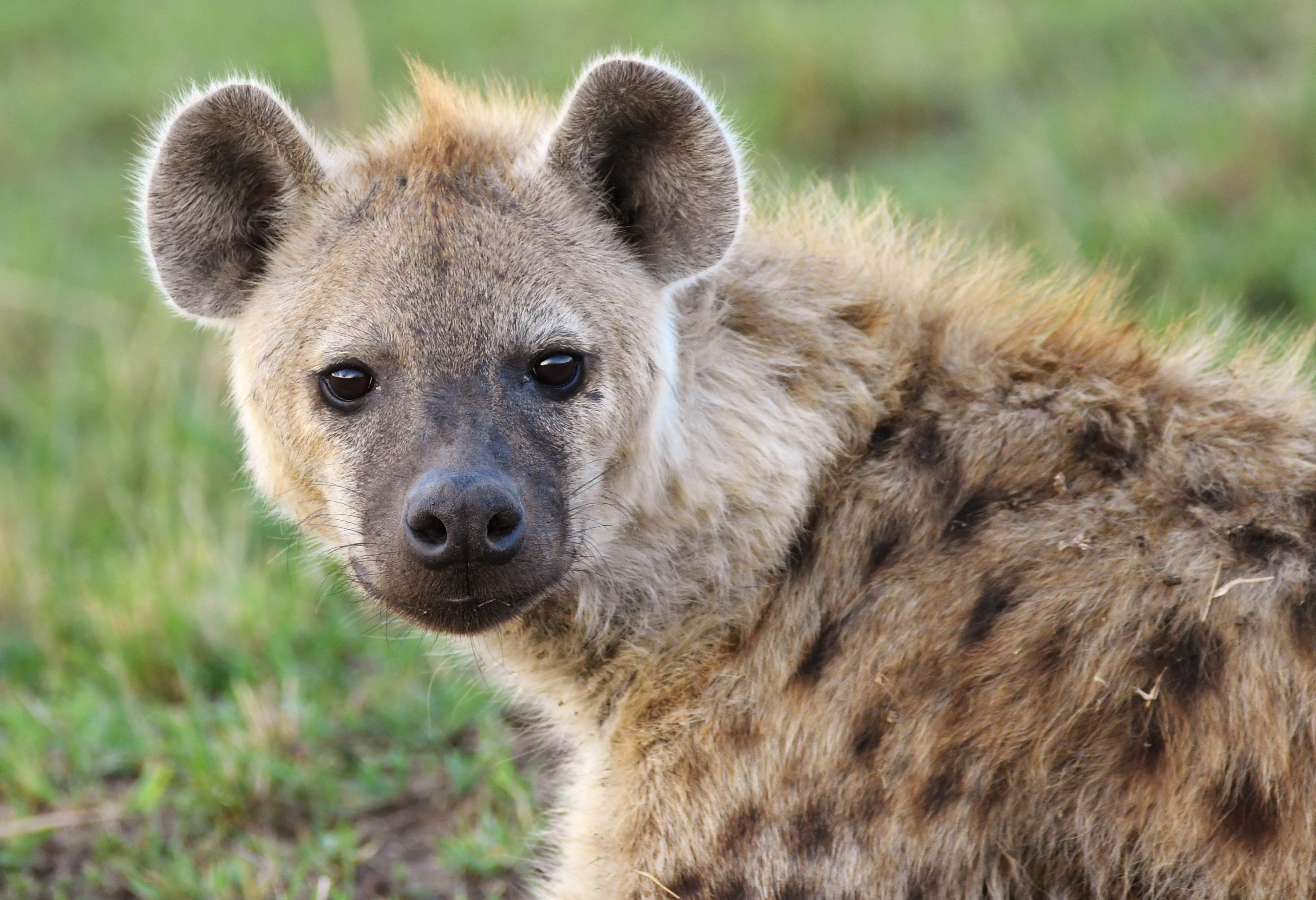 animal, spotted hyena, africa, kenya, maasai mara national reserve