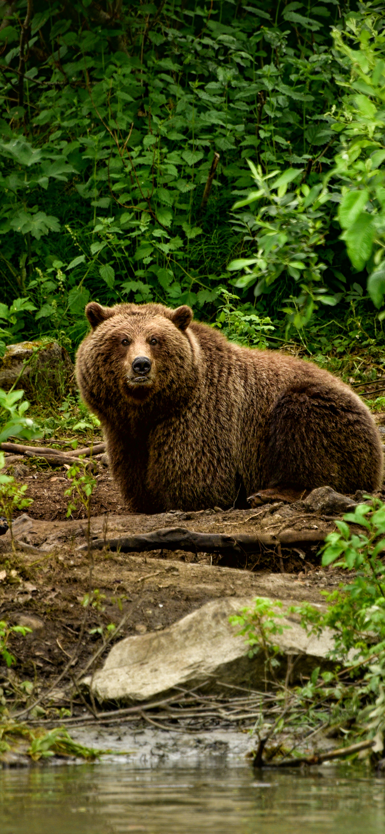 1189124 descargar fondo de pantalla animales, oso, oso café, osos: protectores de pantalla e imágenes gratis