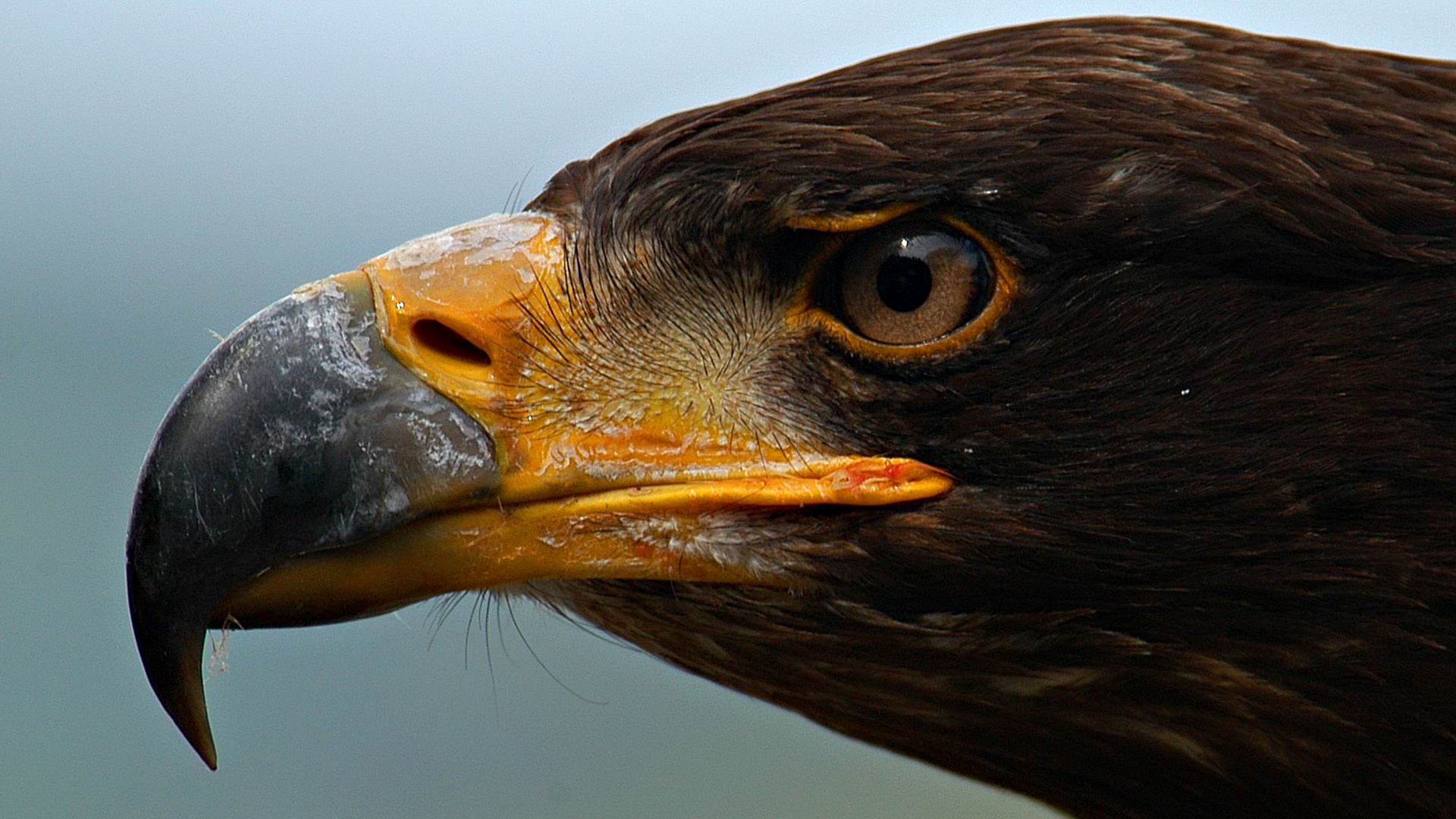 Free download wallpaper Animal, Eagle on your PC desktop