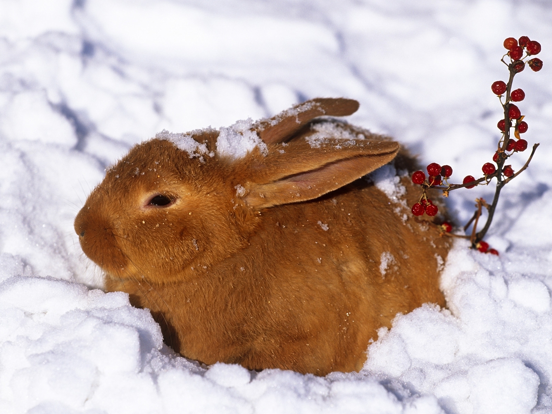 Download mobile wallpaper Animals, Redhead, Snow, Hare, Winter, Berries, Rabbit for free.