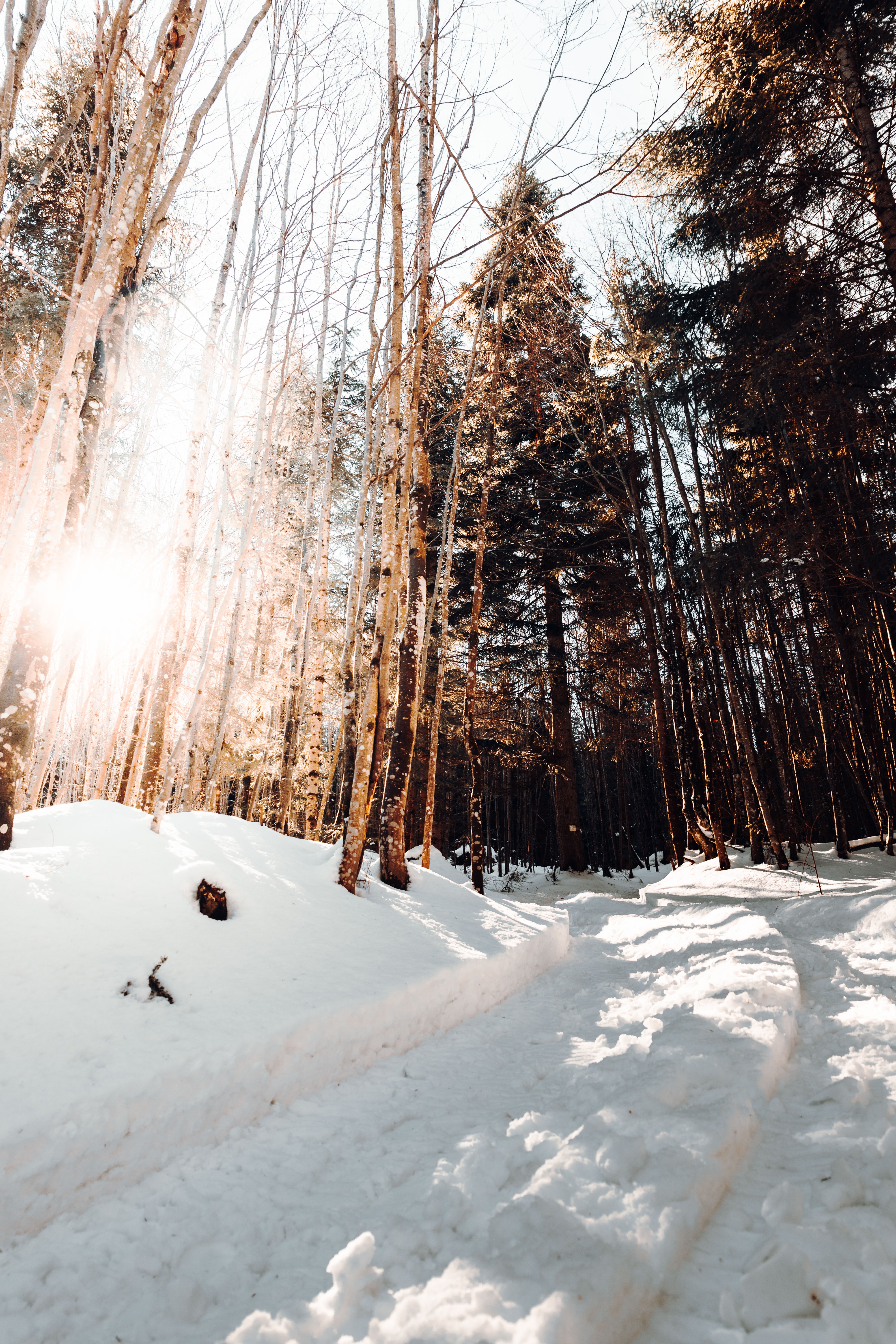 Скачати мобільні шпалери Сніг, Сосни, Дорога, Природа, Зима безкоштовно.