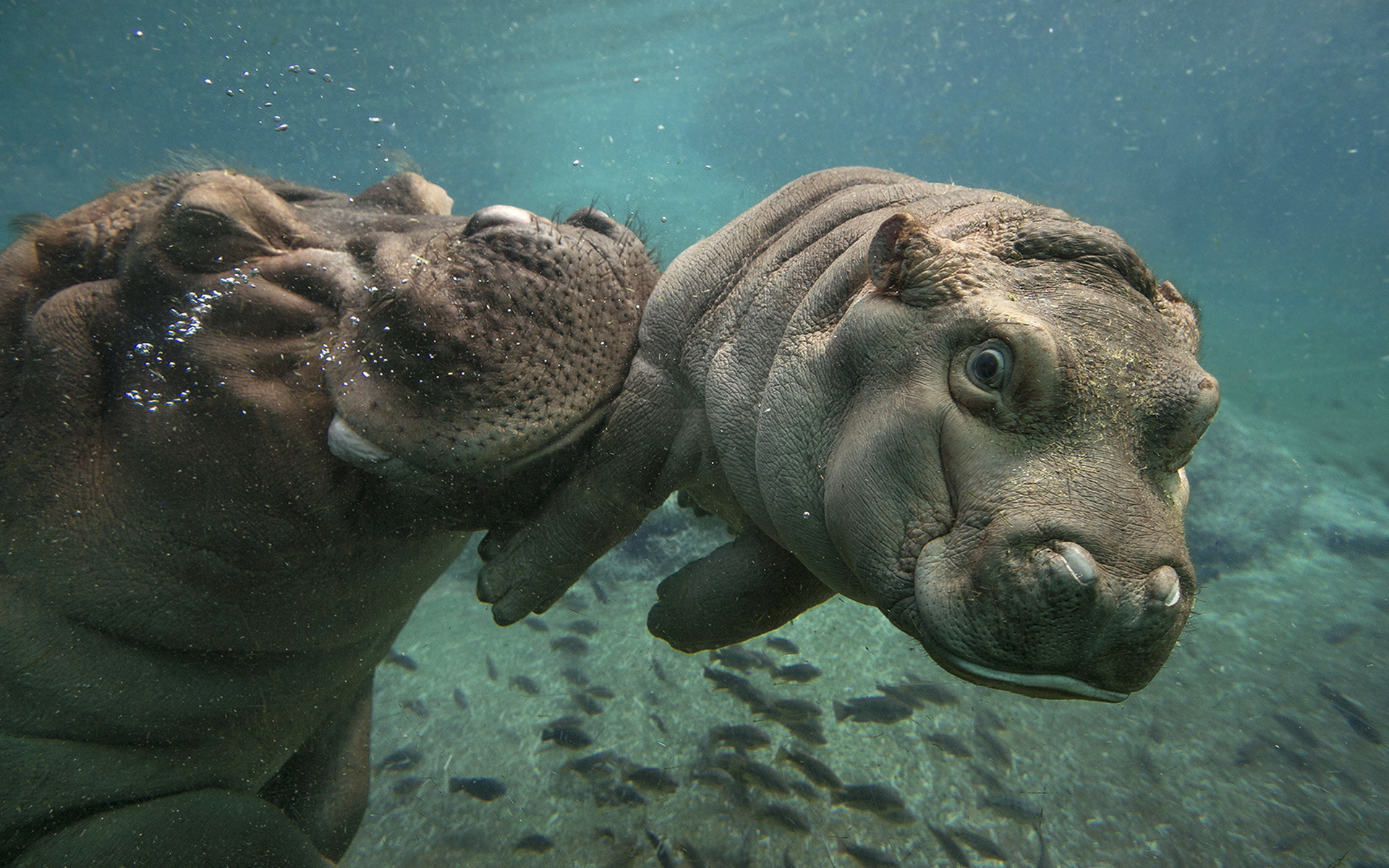 741270 descargar imagen animales, hipopótamo, bebe animal, submarina: fondos de pantalla y protectores de pantalla gratis