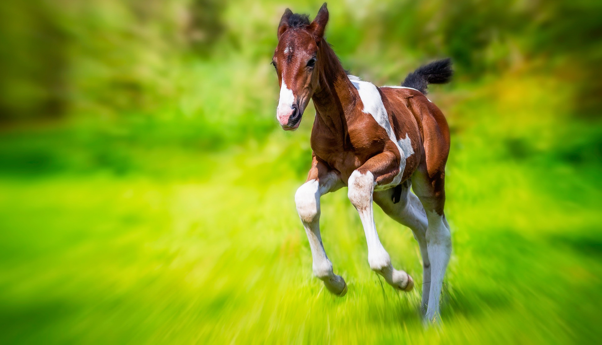 810900 baixar imagens animais, cavalo, animal bebê, borrão, potro - papéis de parede e protetores de tela gratuitamente
