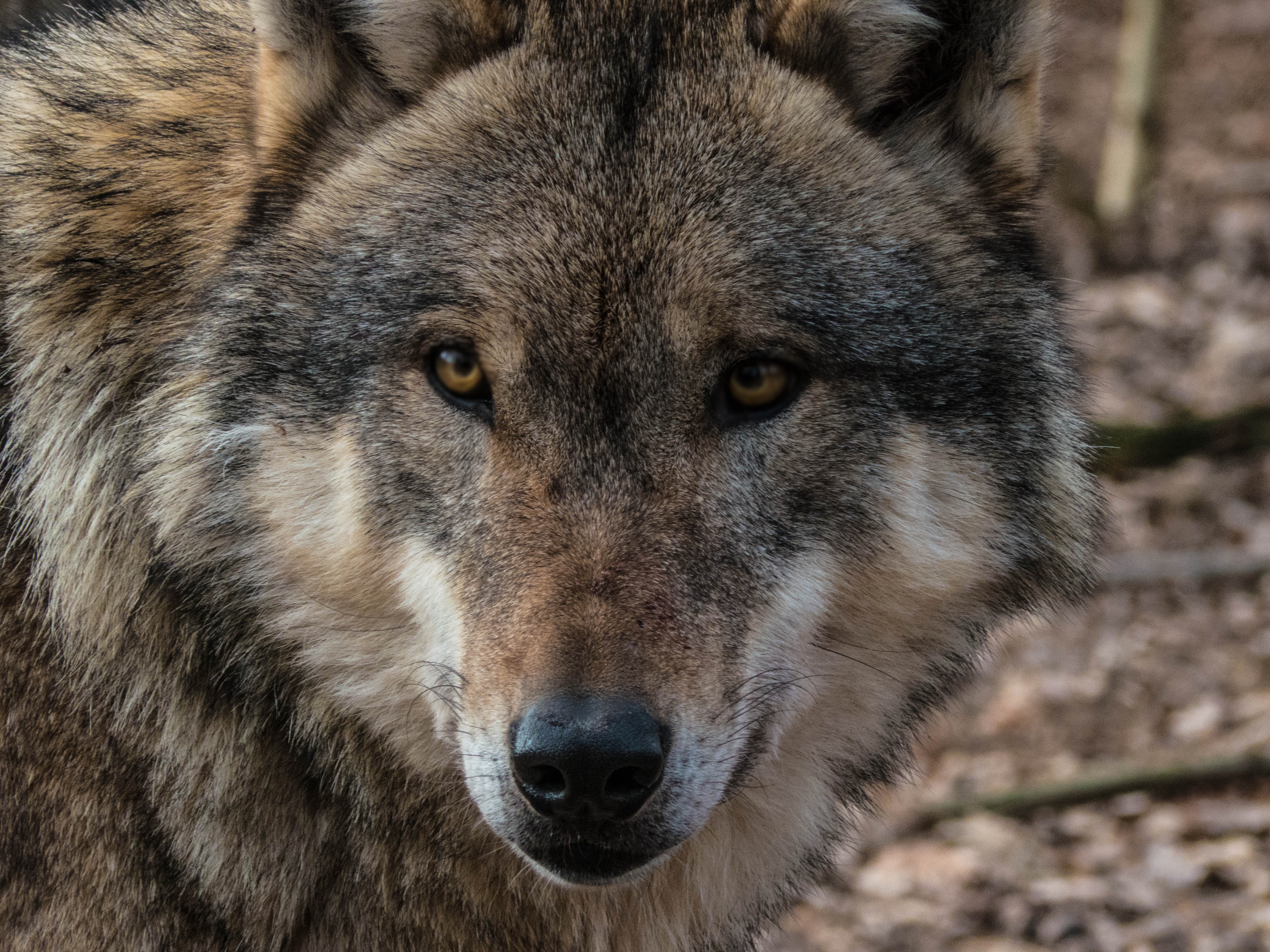 Download mobile wallpaper Animals, Sight, Opinion, Muzzle, Predator, Wildlife, Wolf for free.