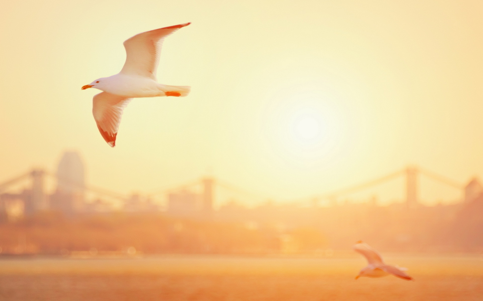 Download mobile wallpaper Bridge, Seagull, Birds, Animal, City for free.