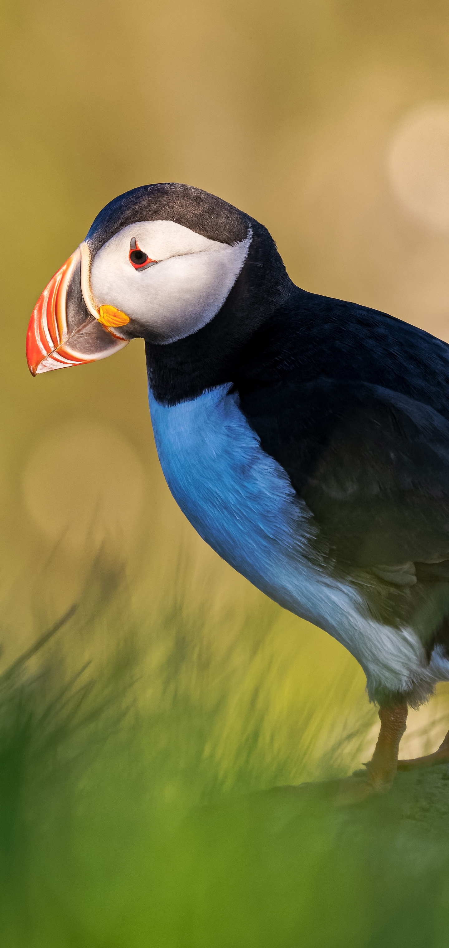 Téléchargez des papiers peints mobile Animaux, Oiseau, Des Oiseaux, Macareux gratuitement.