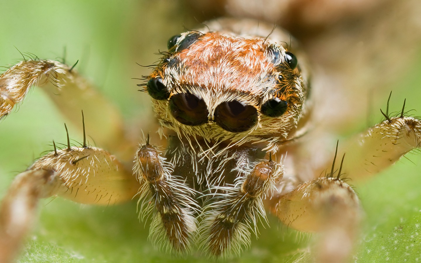 Laden Sie das Tiere, Spinne, Springende Spinne-Bild kostenlos auf Ihren PC-Desktop herunter