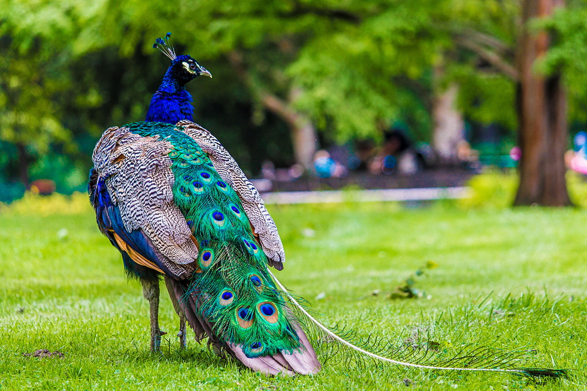 Baixar papel de parede para celular de Pavão, Aves, Animais gratuito.