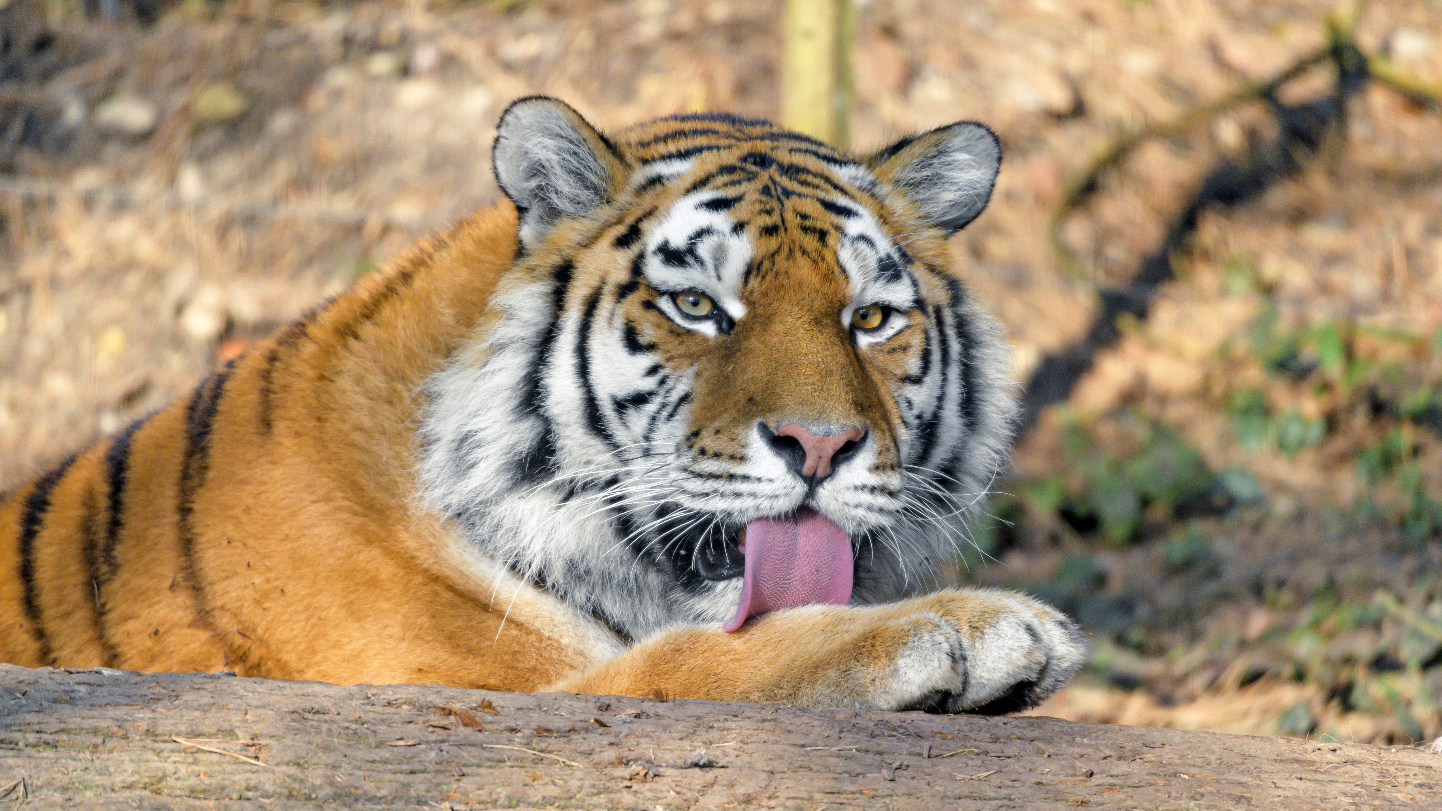 153965 скачать картинку дикая природа, большая кошка, тигр, хищник, животные, высунутый язык - обои и заставки бесплатно