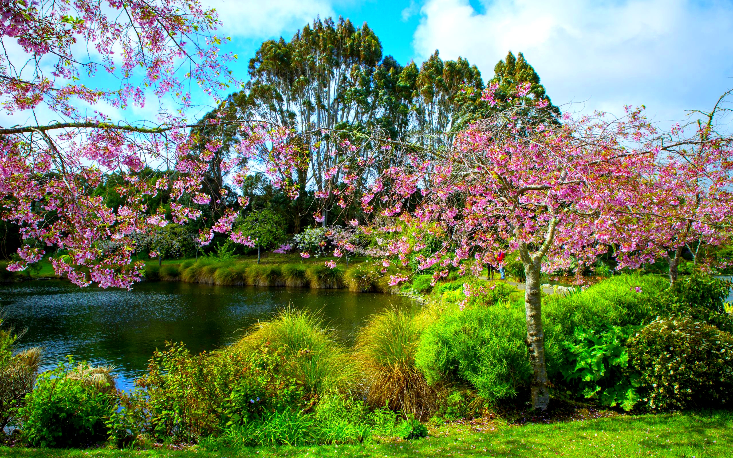 Скачать картинку Парк, Дерево, Зеленый, Красочный, Пруд, Весна, Фотографии, Цветущие в телефон бесплатно.