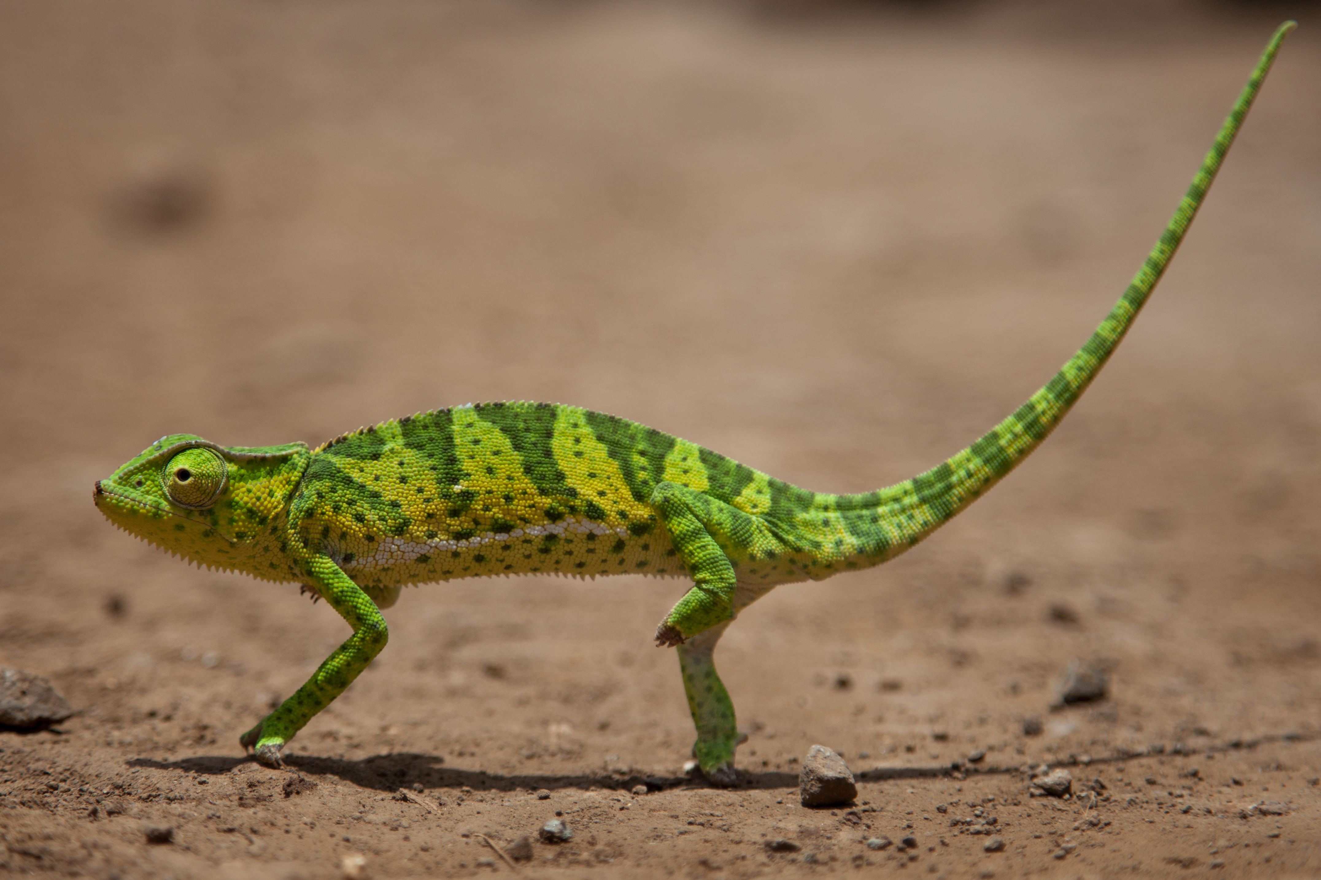 Free download wallpaper Chameleon, Reptiles, Animal on your PC desktop
