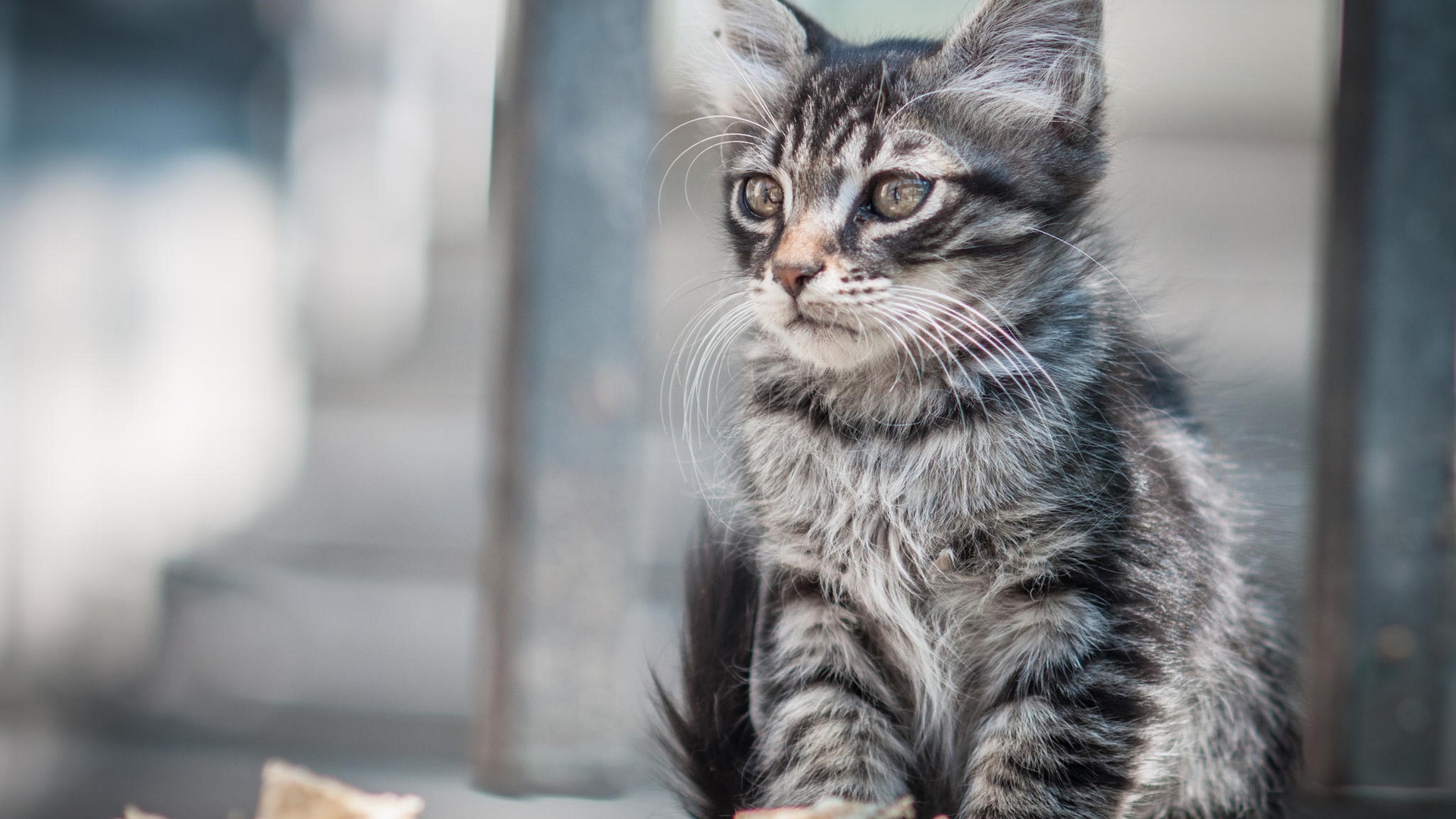 Baixar papel de parede para celular de Gato, Gatos, Animais gratuito.