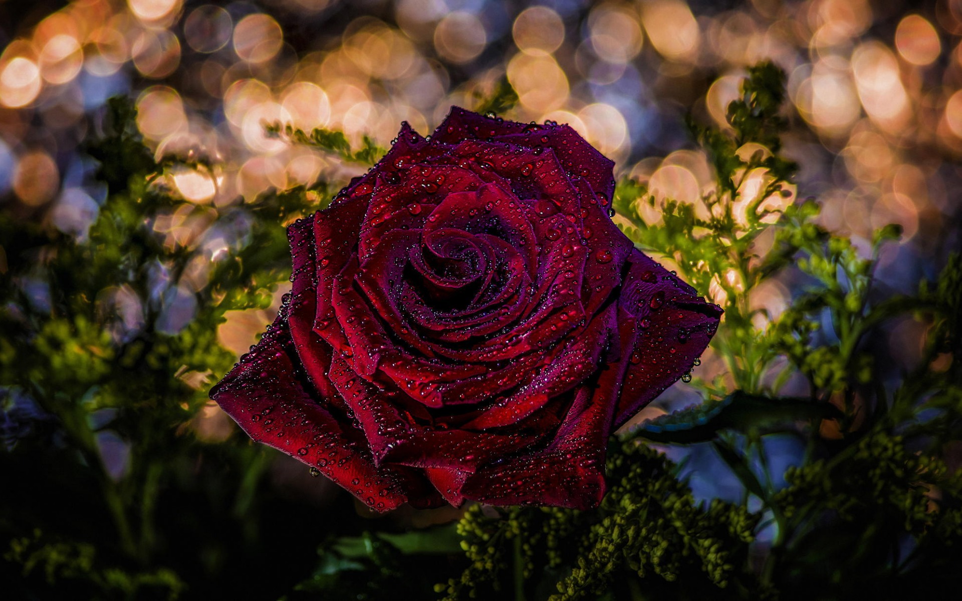 Free download wallpaper Flowers, Rose, Close Up, Earth, Bokeh, Red Rose, Red Flower on your PC desktop