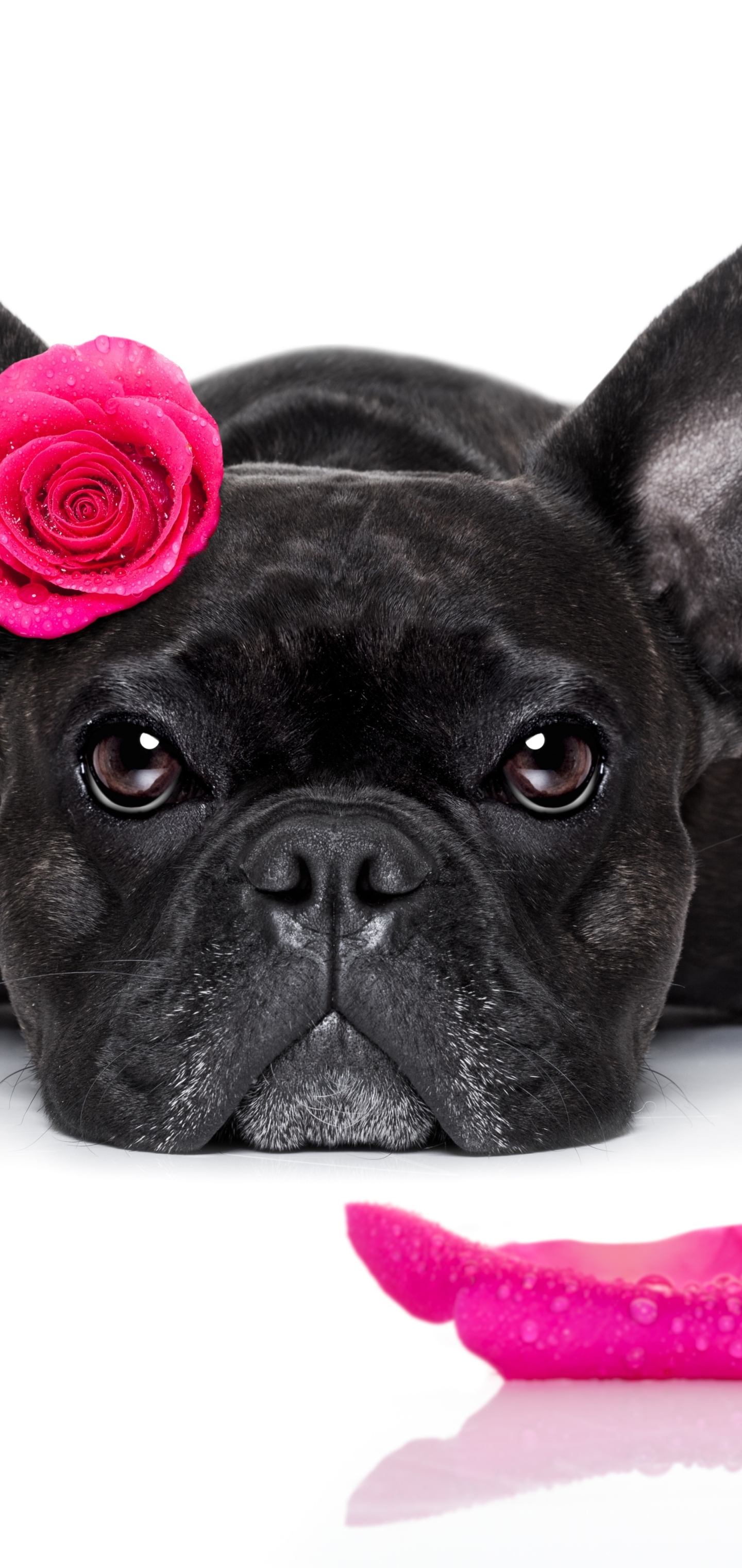 Handy-Wallpaper Tiere, Hunde, Hund, Schnauze, Französisch Bulldogge kostenlos herunterladen.