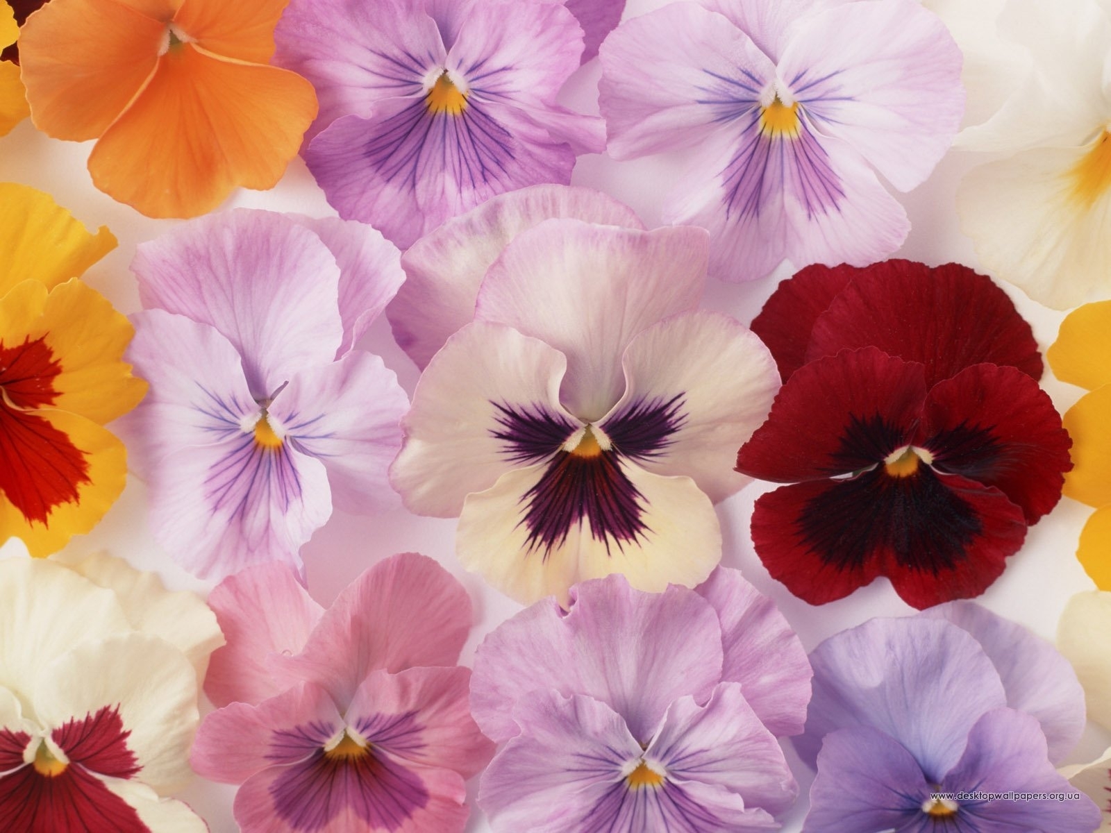7450 скачать картинку анютины глазки, цветы, растения - обои и заставки бесплатно