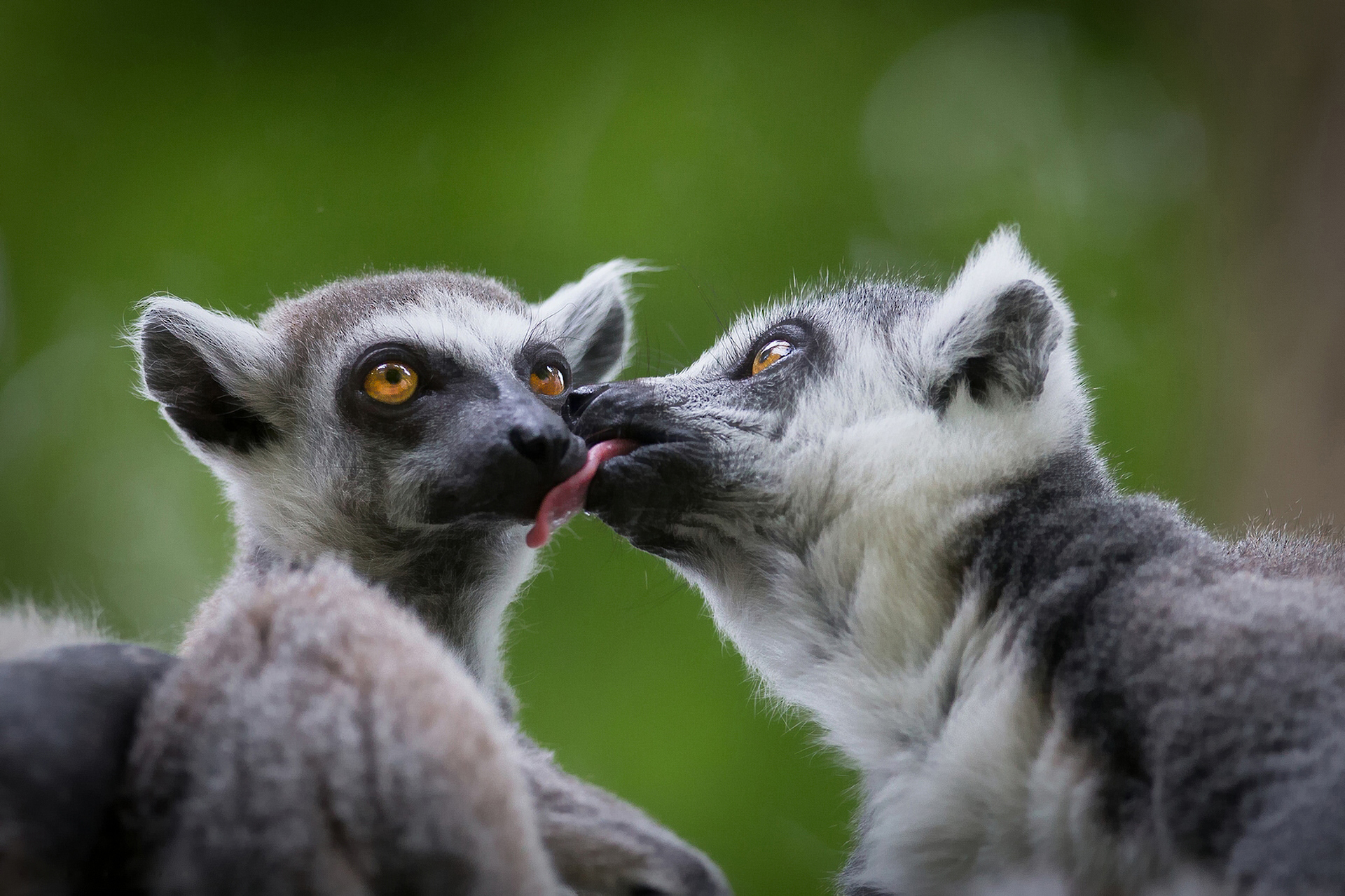 385747 Hintergrundbilder und Lemur Bilder auf dem Desktop. Laden Sie  Bildschirmschoner kostenlos auf den PC herunter