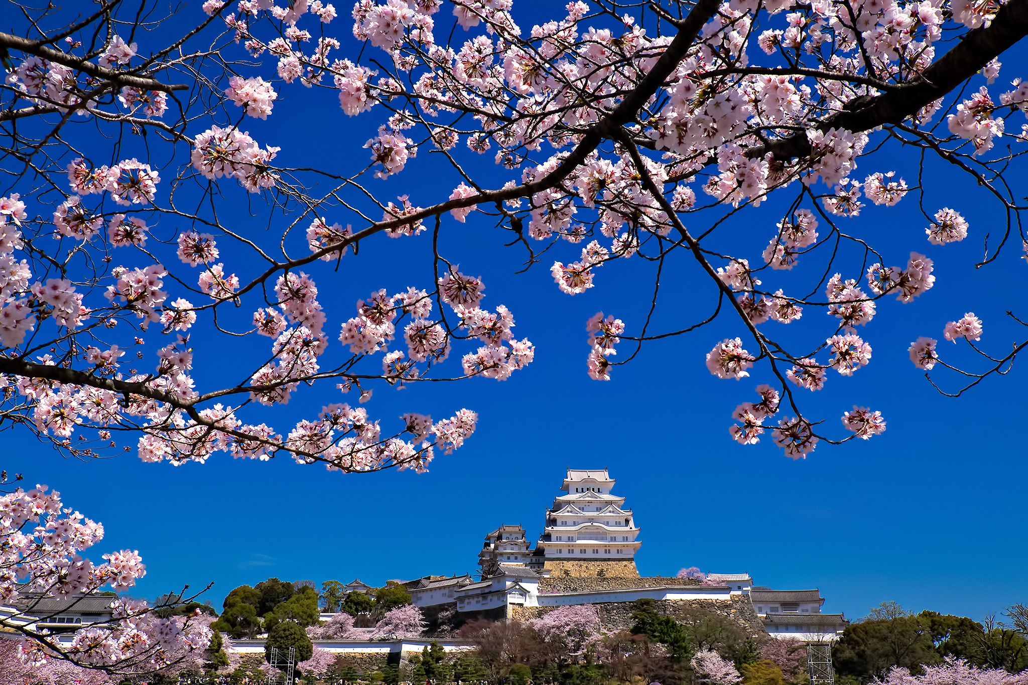486145 скачать обои сакура, весна, сделано человеком, замок химэдзи, япония, небо, замки - заставки и картинки бесплатно