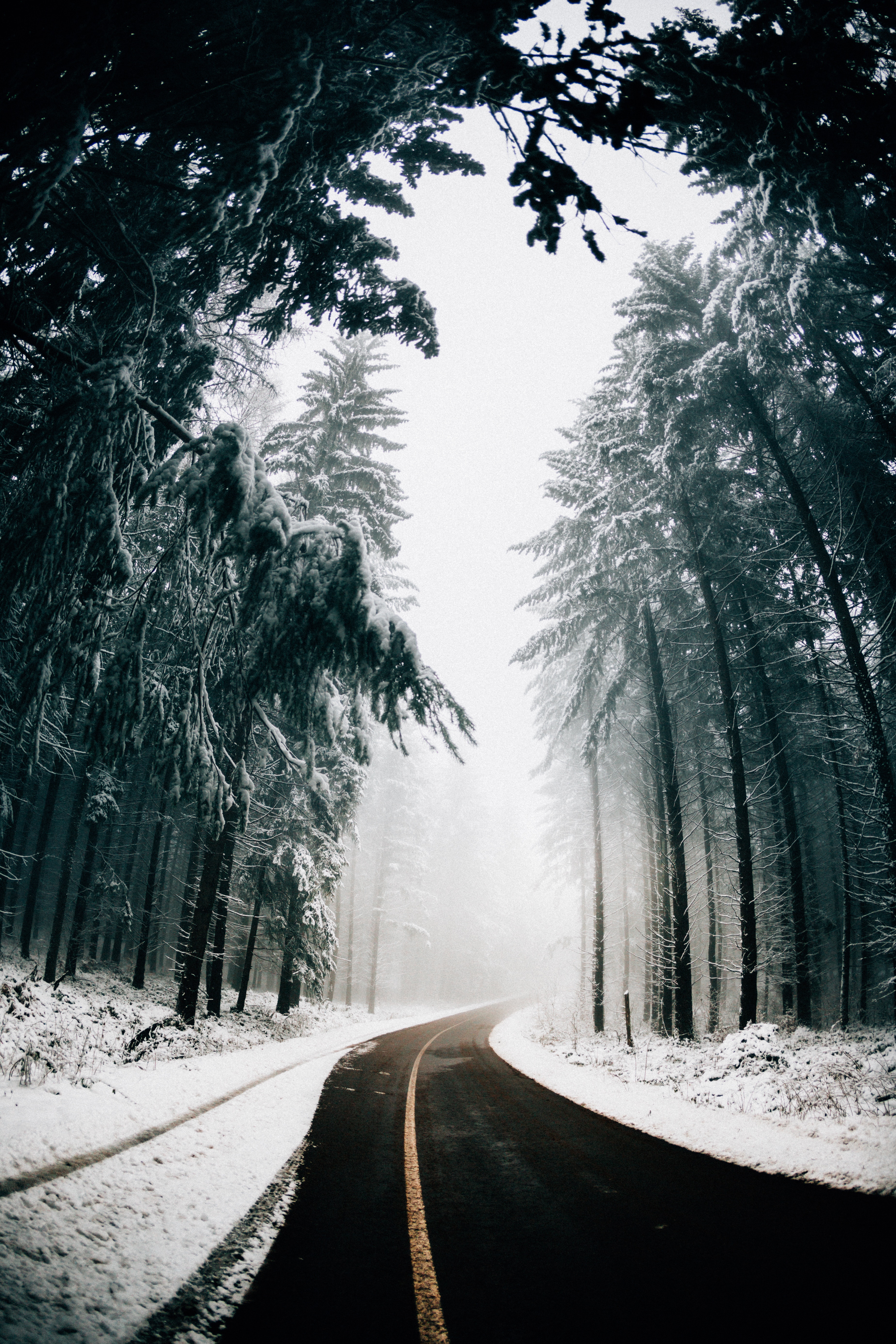 Download mobile wallpaper Turn, Fog, Trees, Nature, Asphalt, Winter, Road for free.