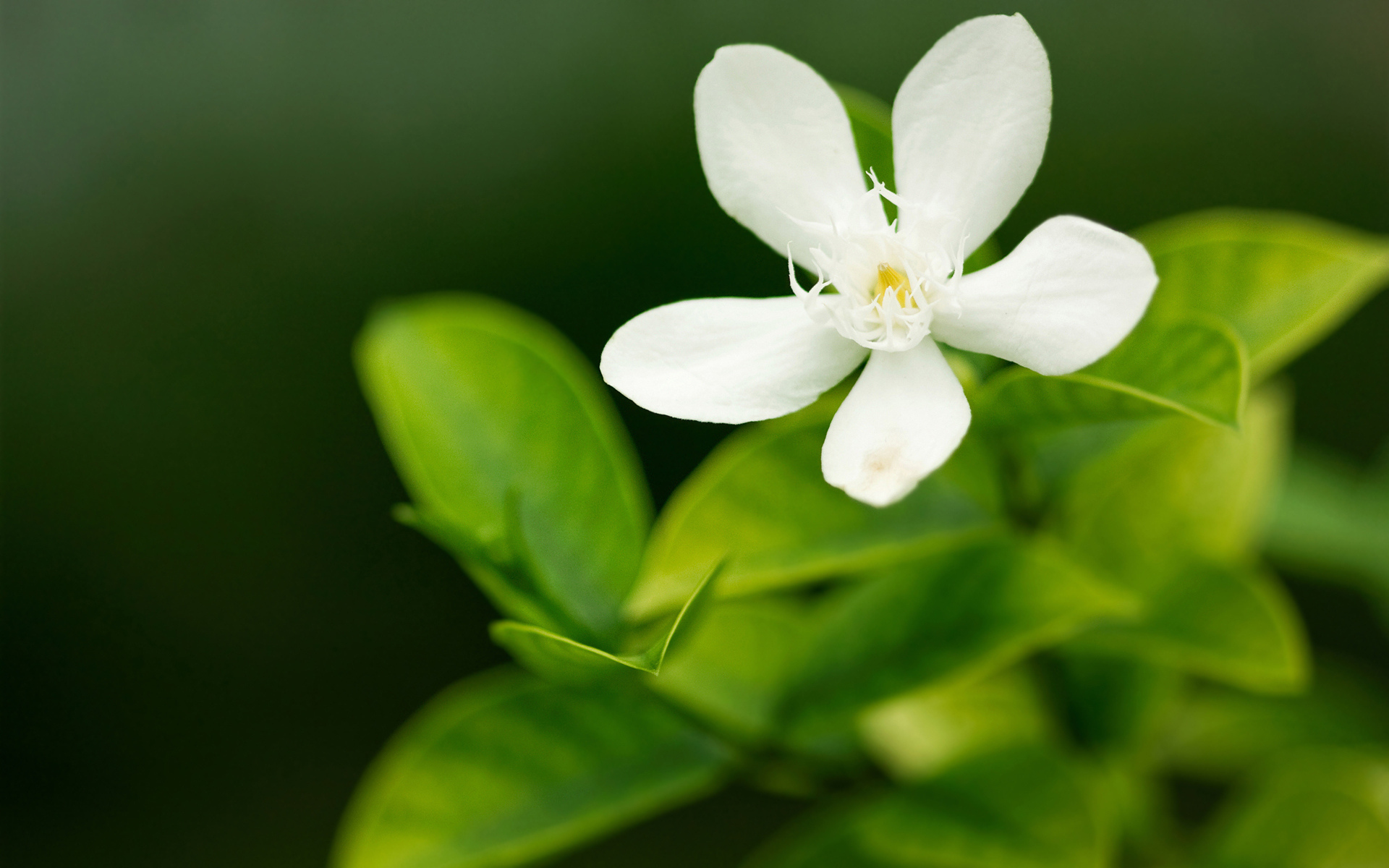 Baixar papel de parede para celular de Flores, Floração, Terra/natureza gratuito.