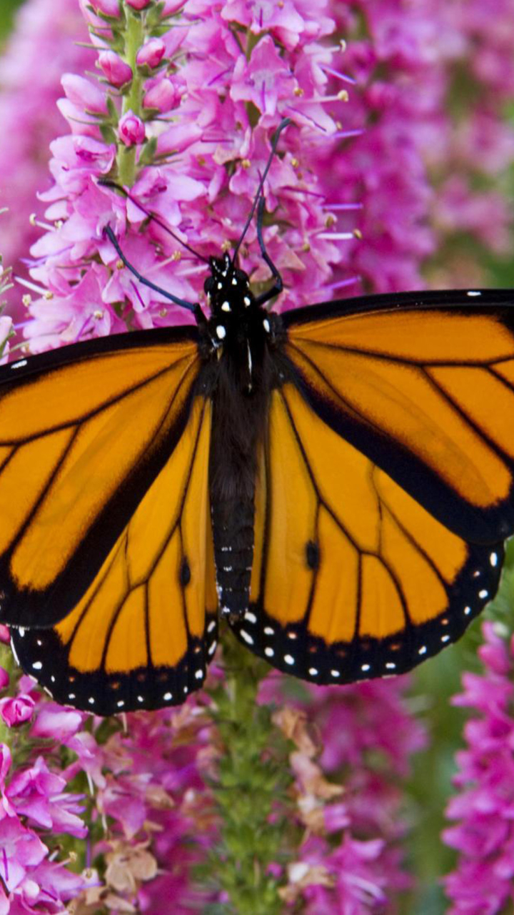 Скачати мобільні шпалери Квітка, Метелик, Тварина, Метелик Монарх безкоштовно.