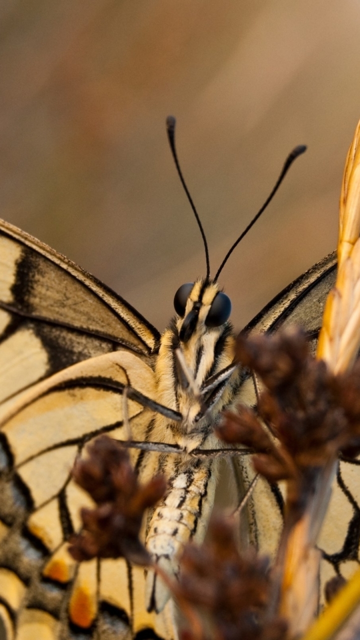 Download mobile wallpaper Butterfly, Animal for free.