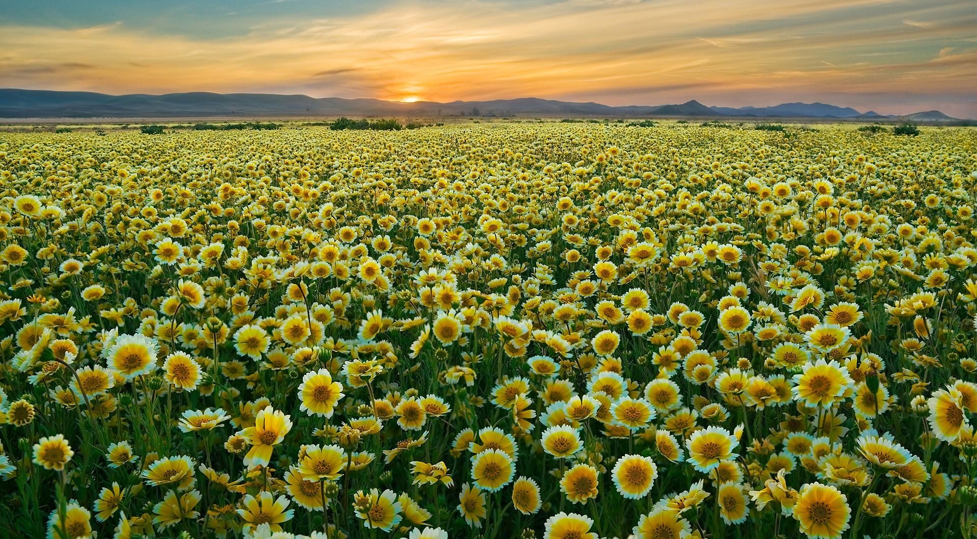 Download mobile wallpaper Field, Sunset, Sky, Flowers, Horizon for free.