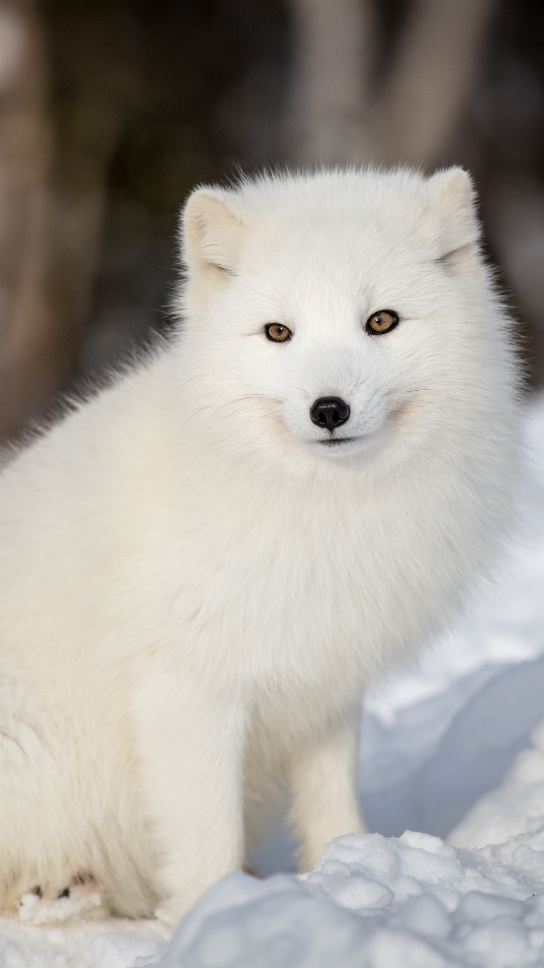 Download mobile wallpaper Dogs, Snow, Animal, Arctic Fox for free.