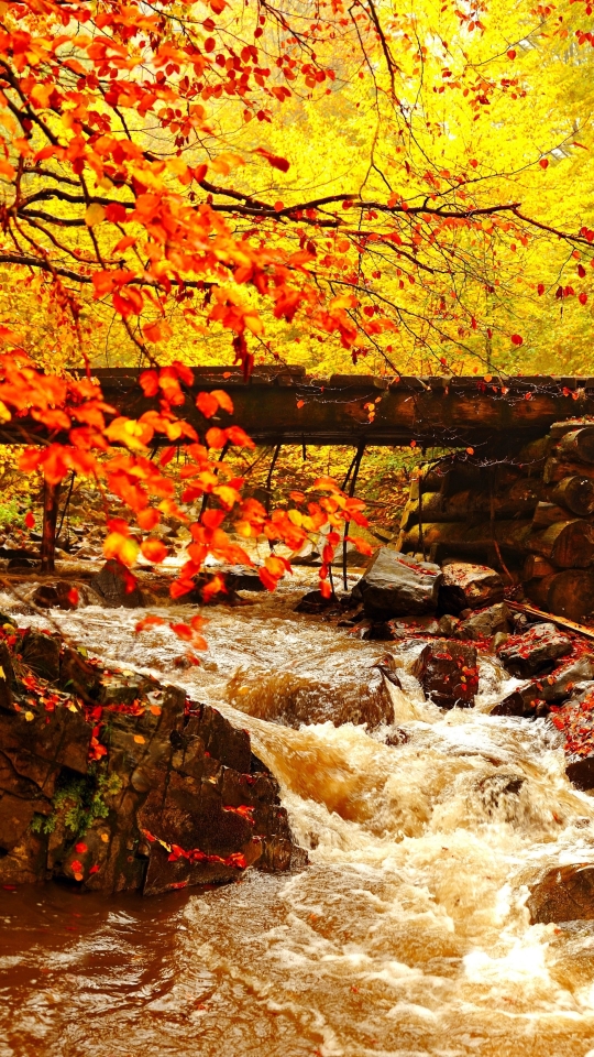 Скачать картинку Осень, Лес, Дерево, Лист, Земля, Мост, Листва, Ручей, Падать, Земля/природа в телефон бесплатно.