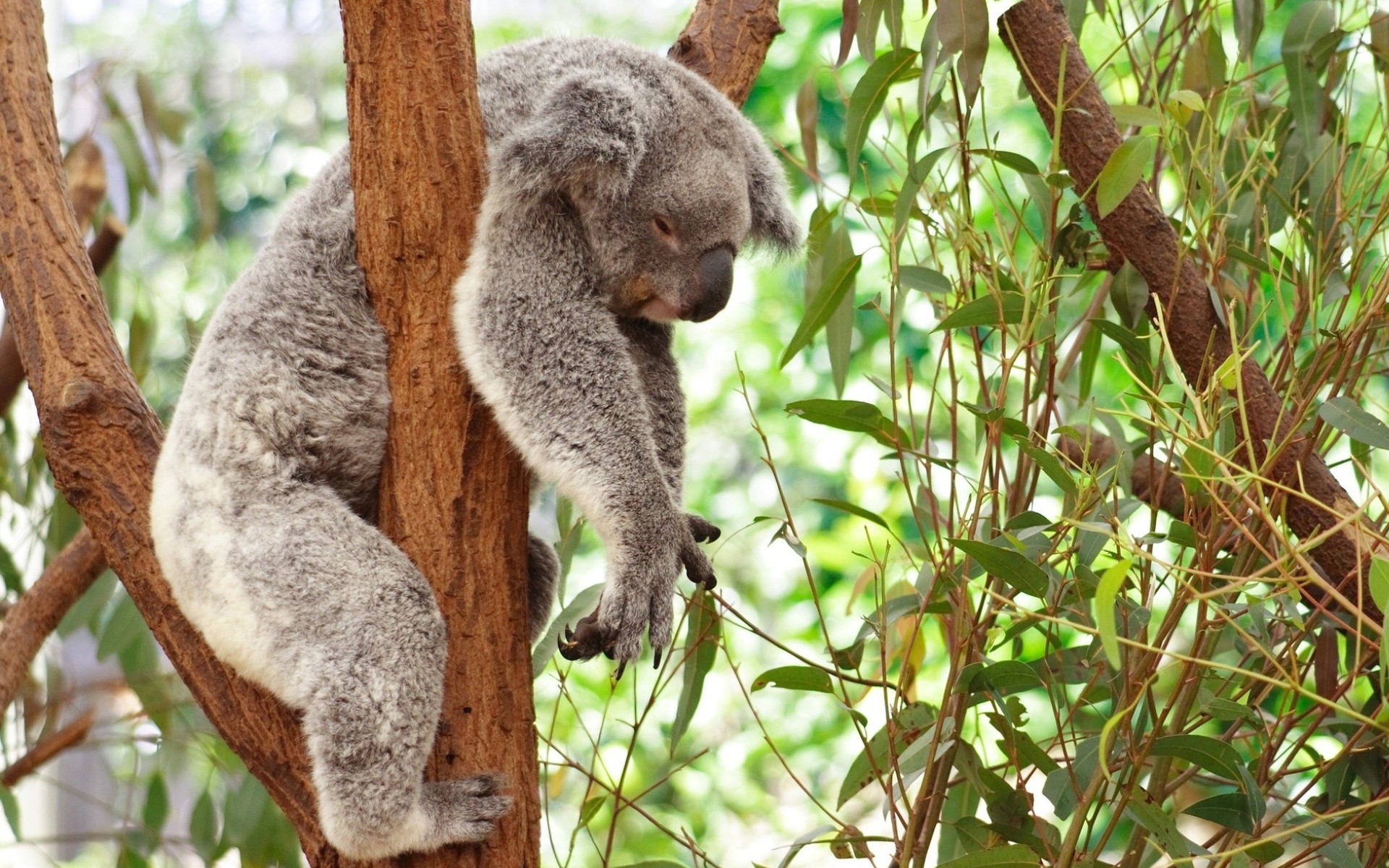 660028 Bild herunterladen tiere, koala, schlafen, baum - Hintergrundbilder und Bildschirmschoner kostenlos