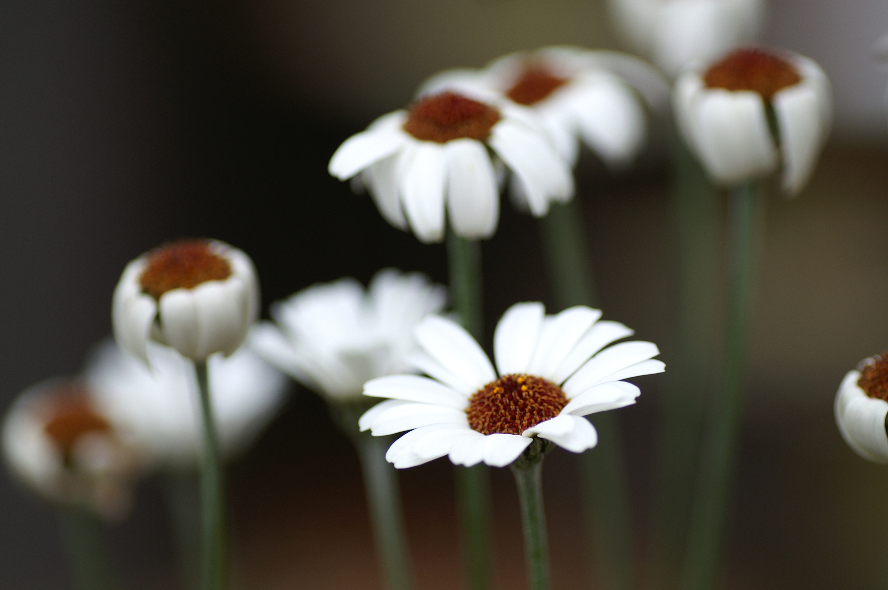 Handy-Wallpaper Blumen, Blume, Erde/natur kostenlos herunterladen.