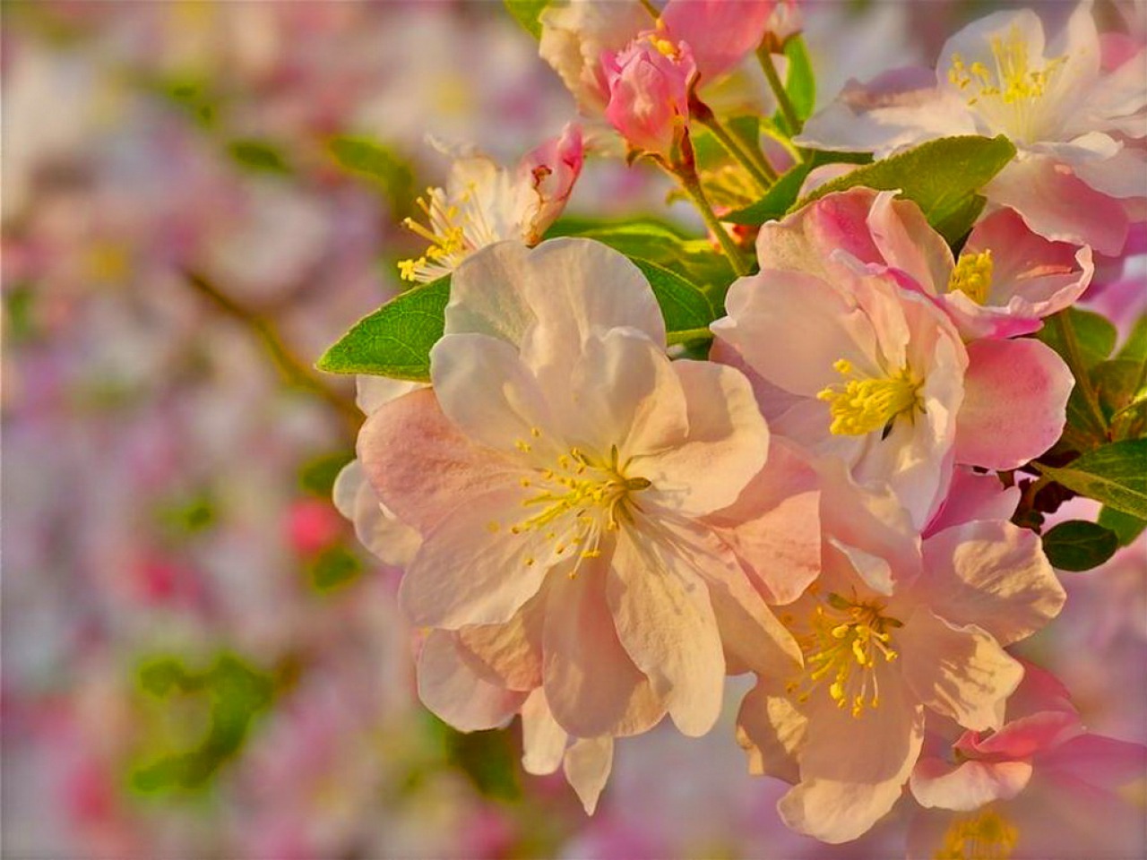 Téléchargez gratuitement l'image Fleur, Terre/nature sur le bureau de votre PC