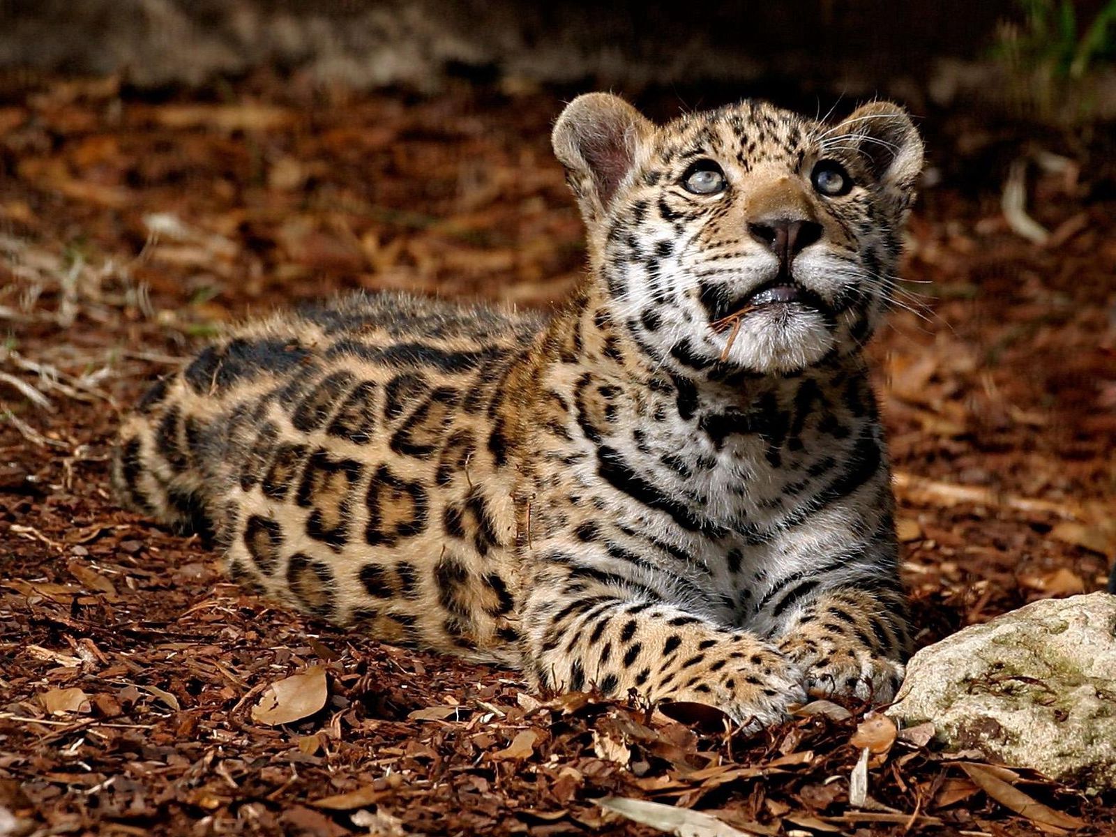 Handy-Wallpaper Jaguar, Big Cat, Tiere, Grass, Stones, Große Katze kostenlos herunterladen.
